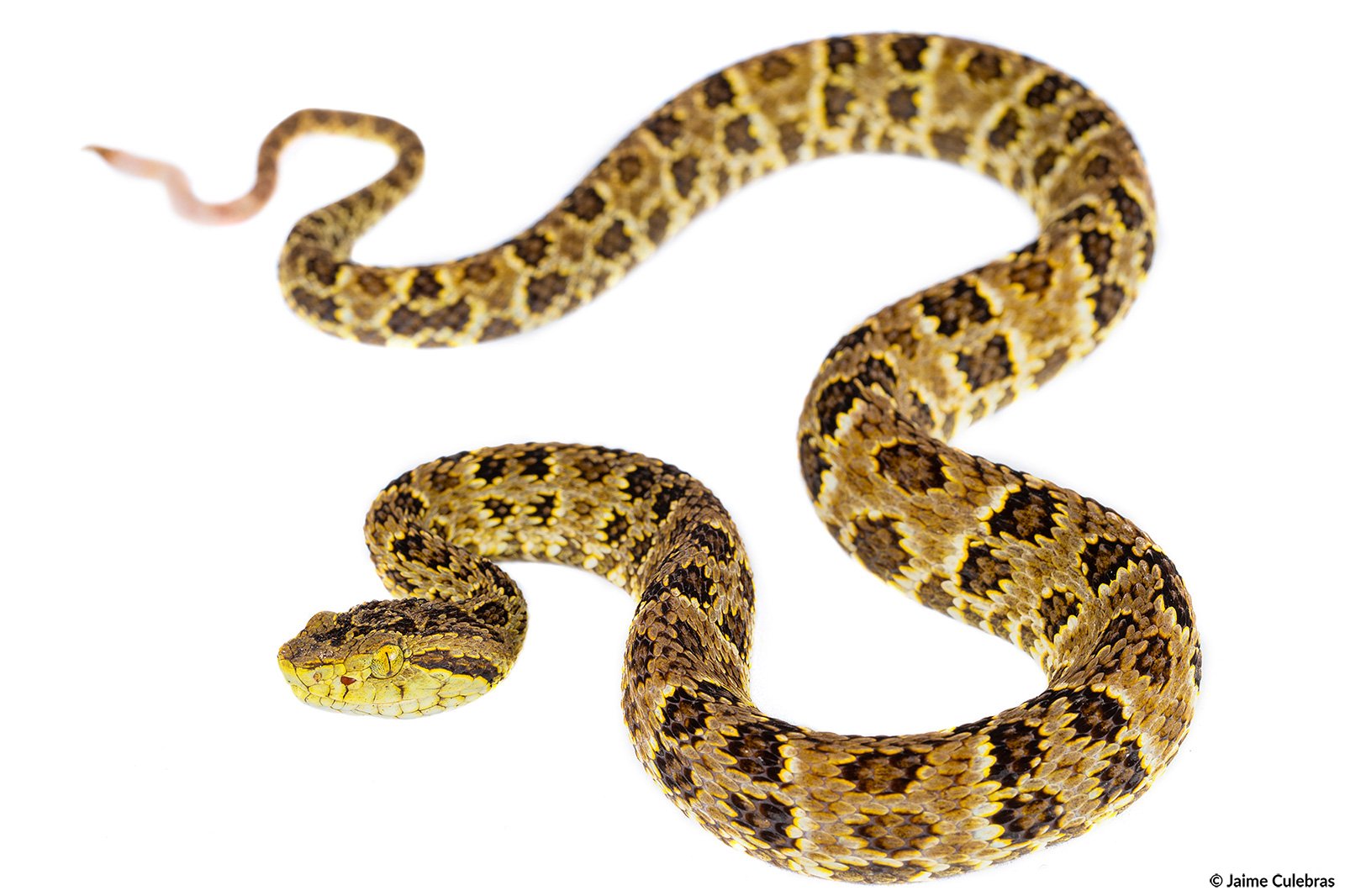 Boana_punctatus_choco_marca.jpg