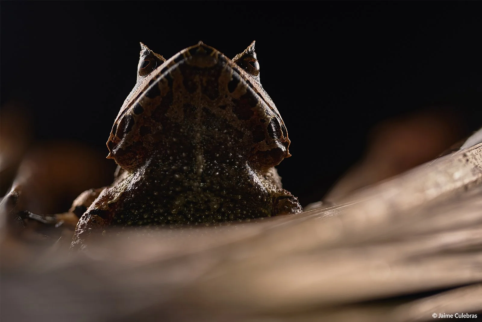 Hemiphractus_scutatus_marca.jpg
