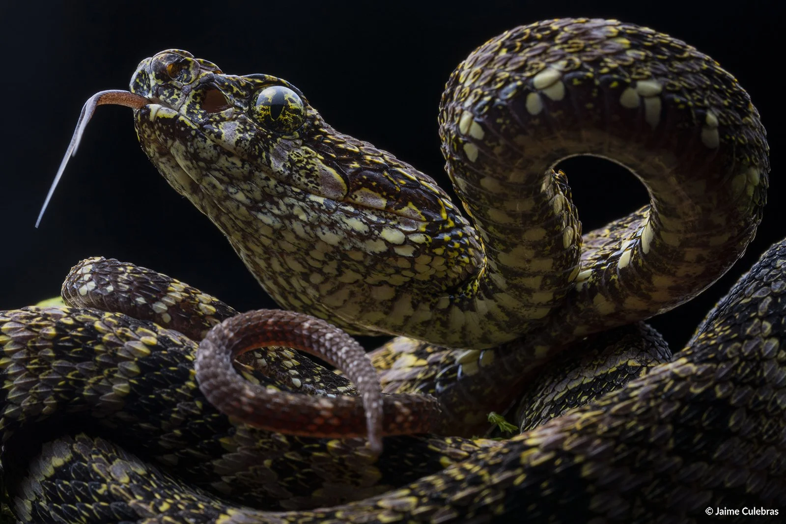 Bothrops_taeniatus marca.jpg