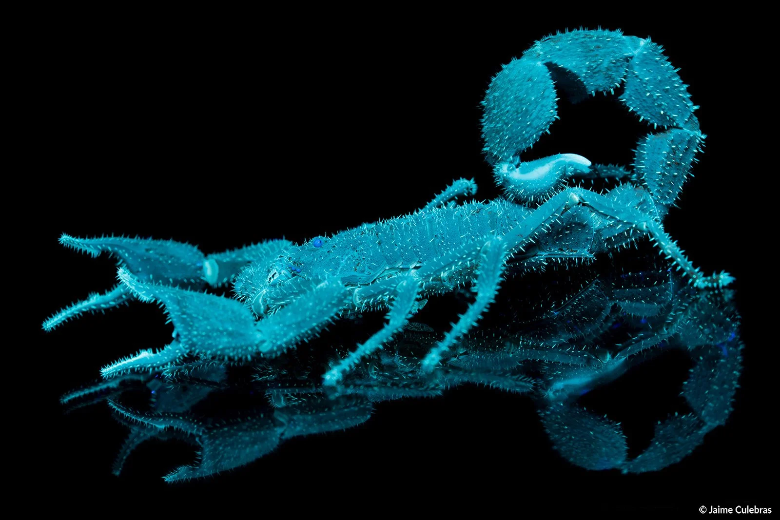 Escorpion_choco_marca.jpg