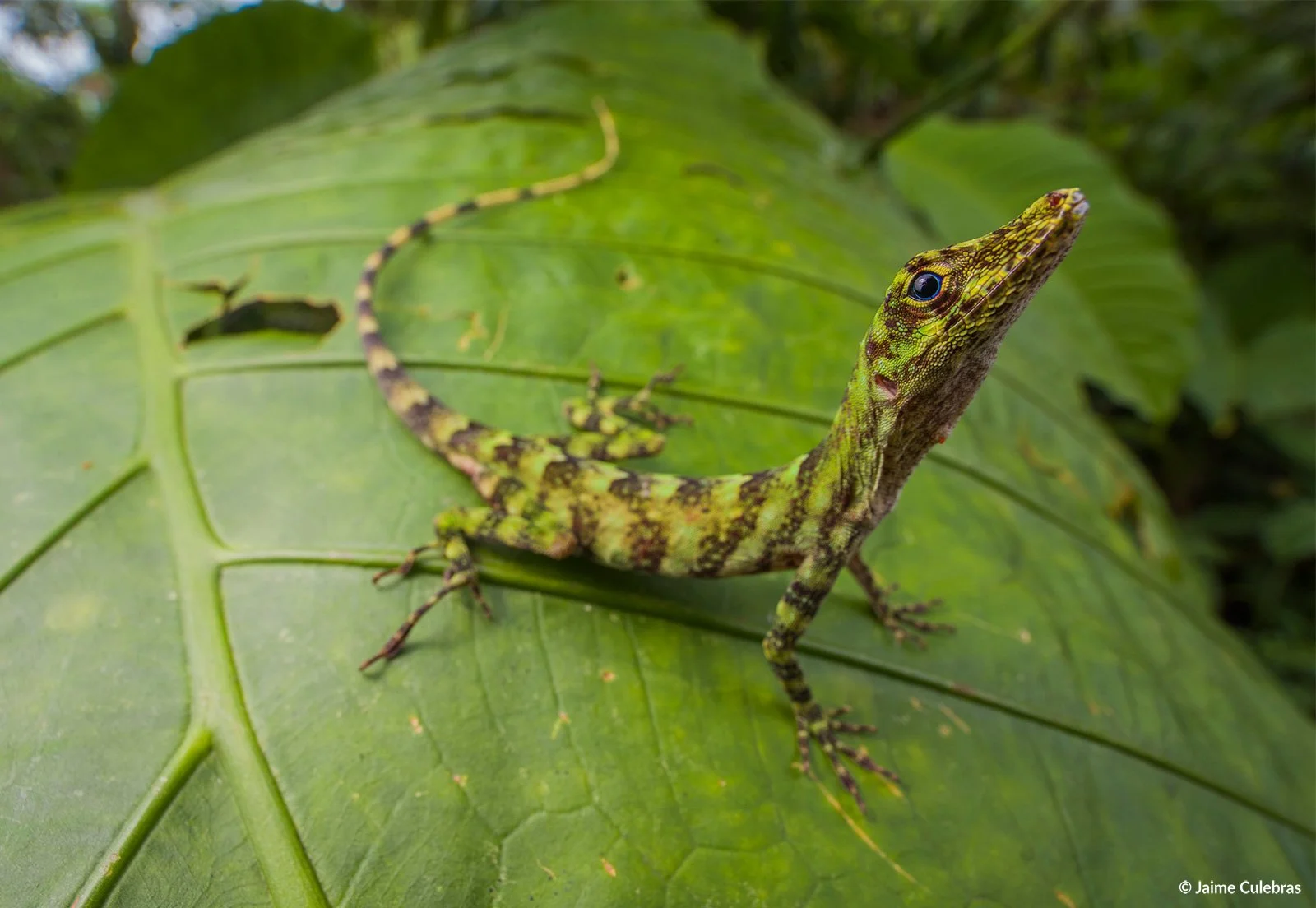 Anolis_fasciatus_choco_marca.jpg
