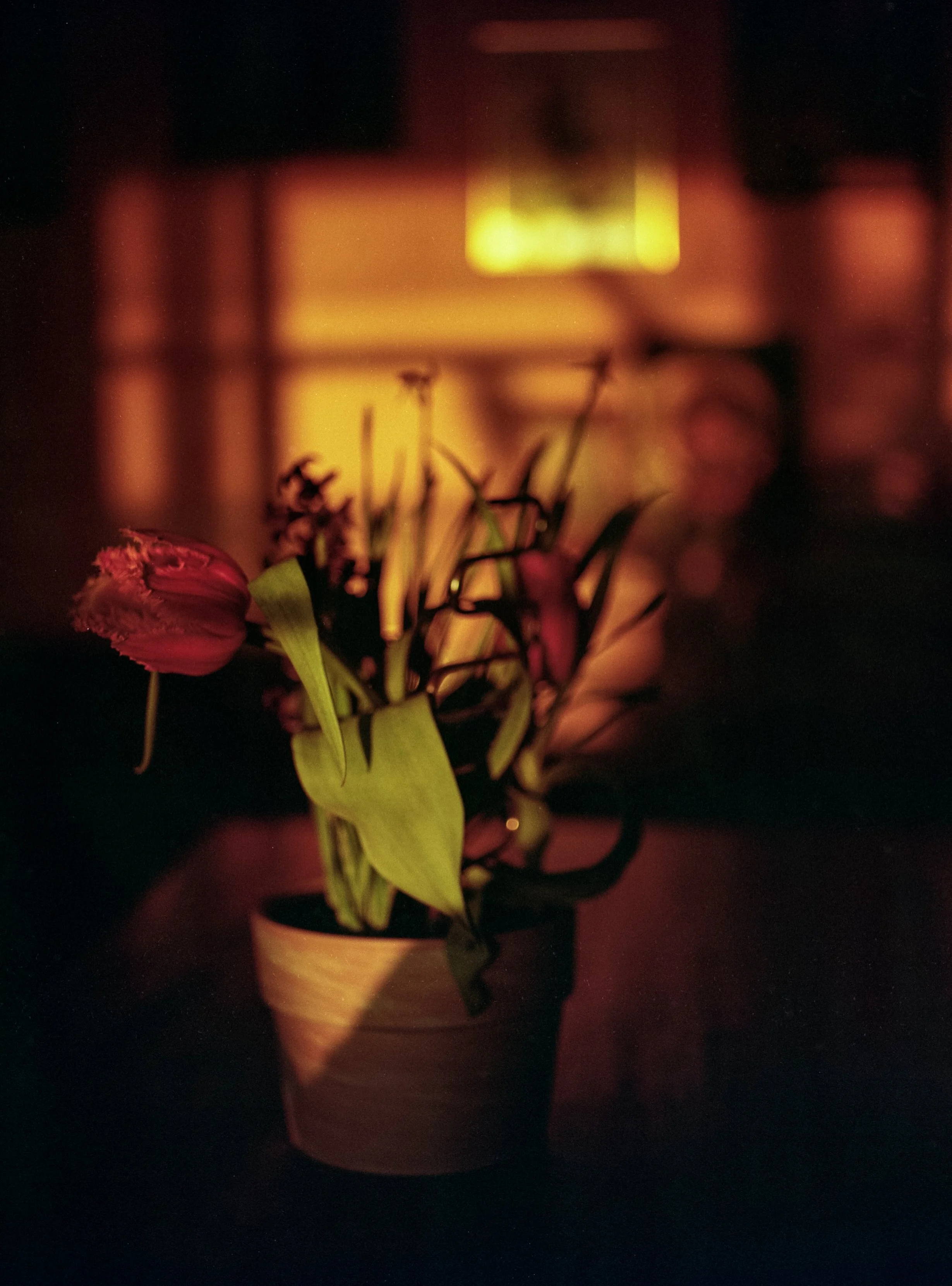 Flowers.jpg