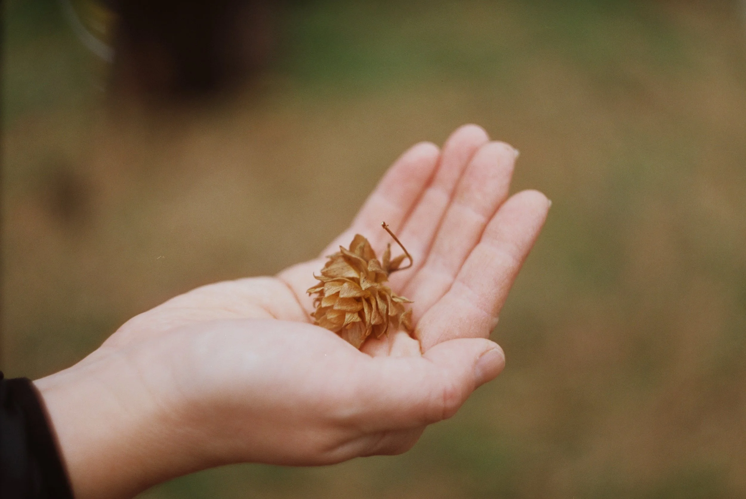 hop in hand.jpg