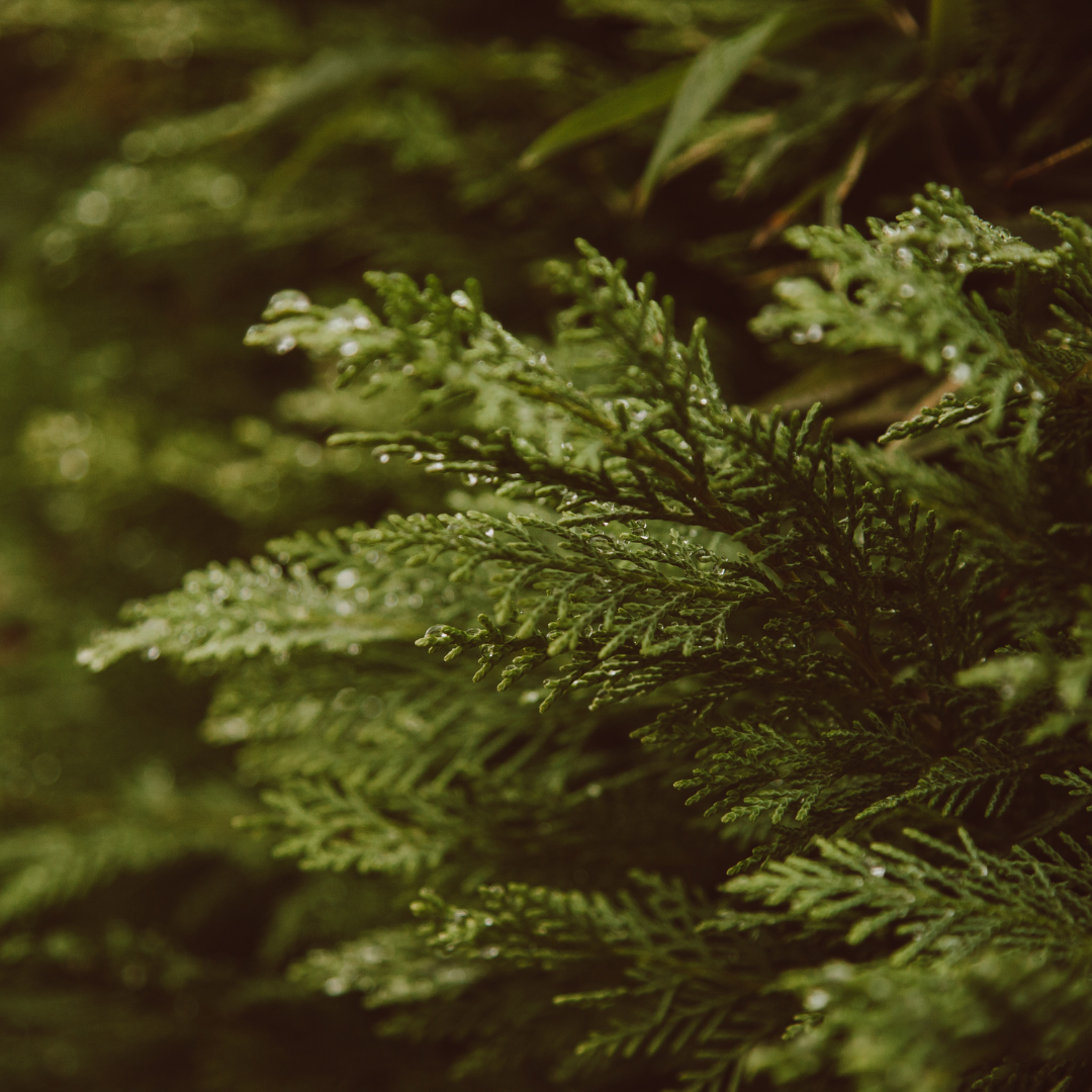 Close-up of green pine tree branches with pine needles.