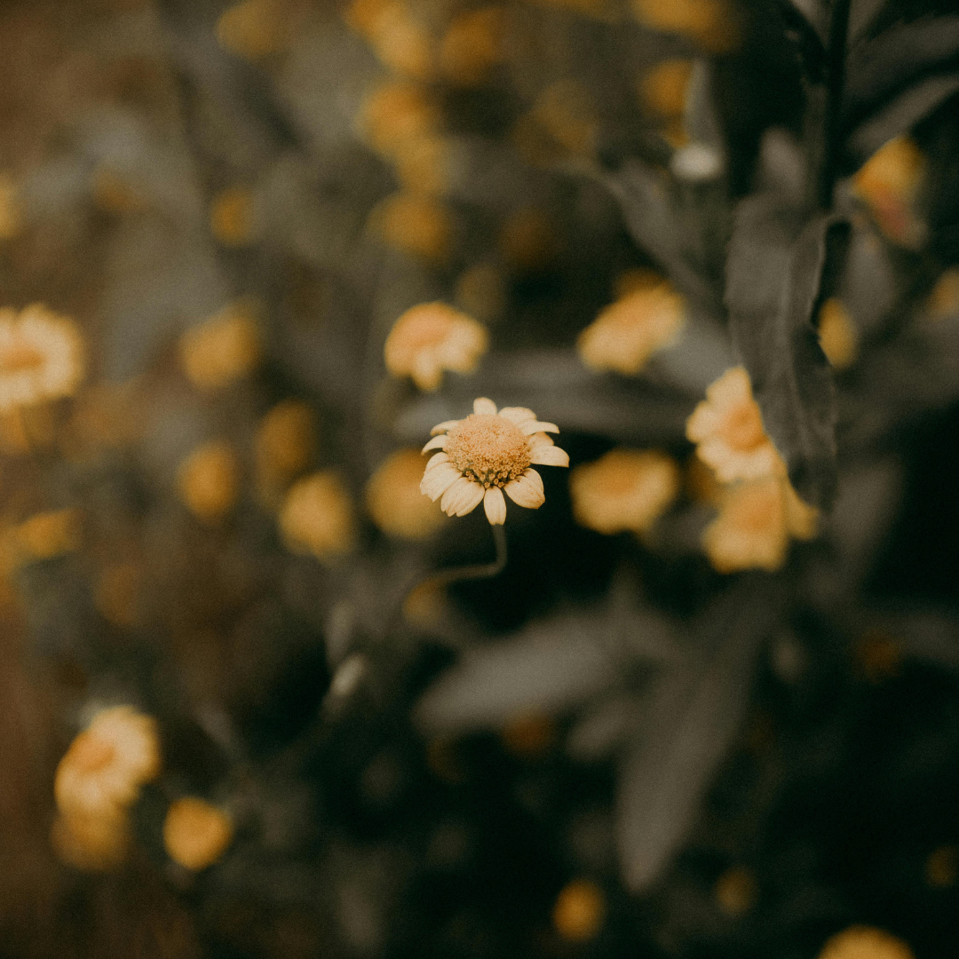 A close-up of a single pale yellow flower with a dark center, surrounded by dark green leaves and numerous blurred yellow flowers in the background.