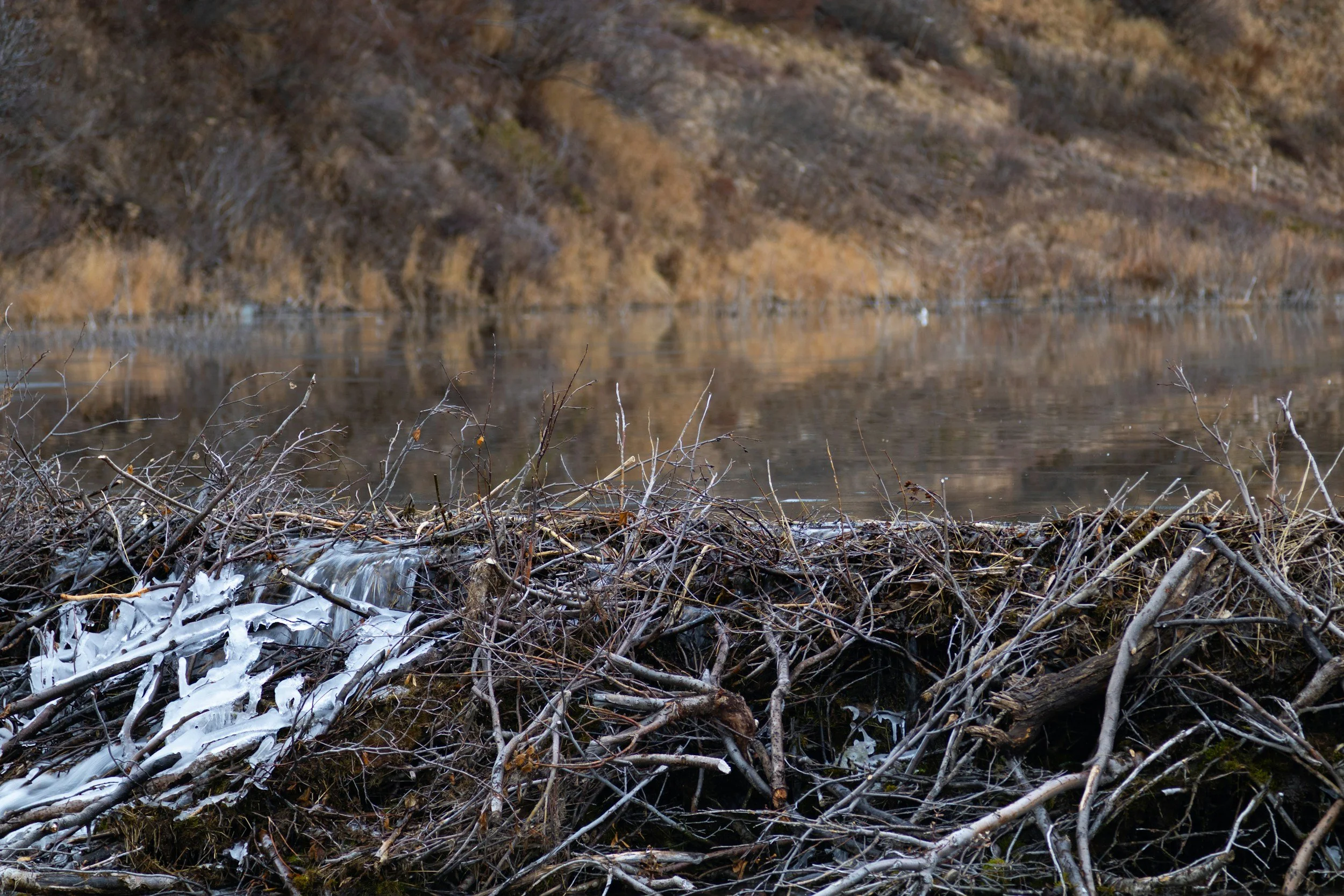 Sticks creating a dam system in a waterway