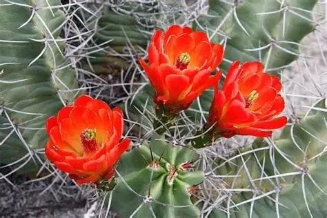Claret cup cactus- green cactus with red flower blooms.