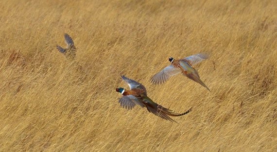 Three pheasants flying through tall grass