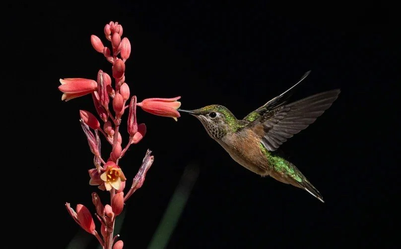 A Broad-tailed-Hummingbird drinking nectar from a pink flower.Photo-Maria-Rudolph