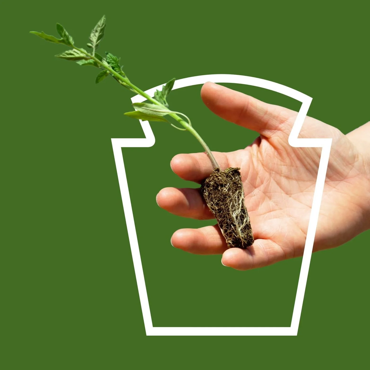 A hand holding a small plant with roots, against a green background.