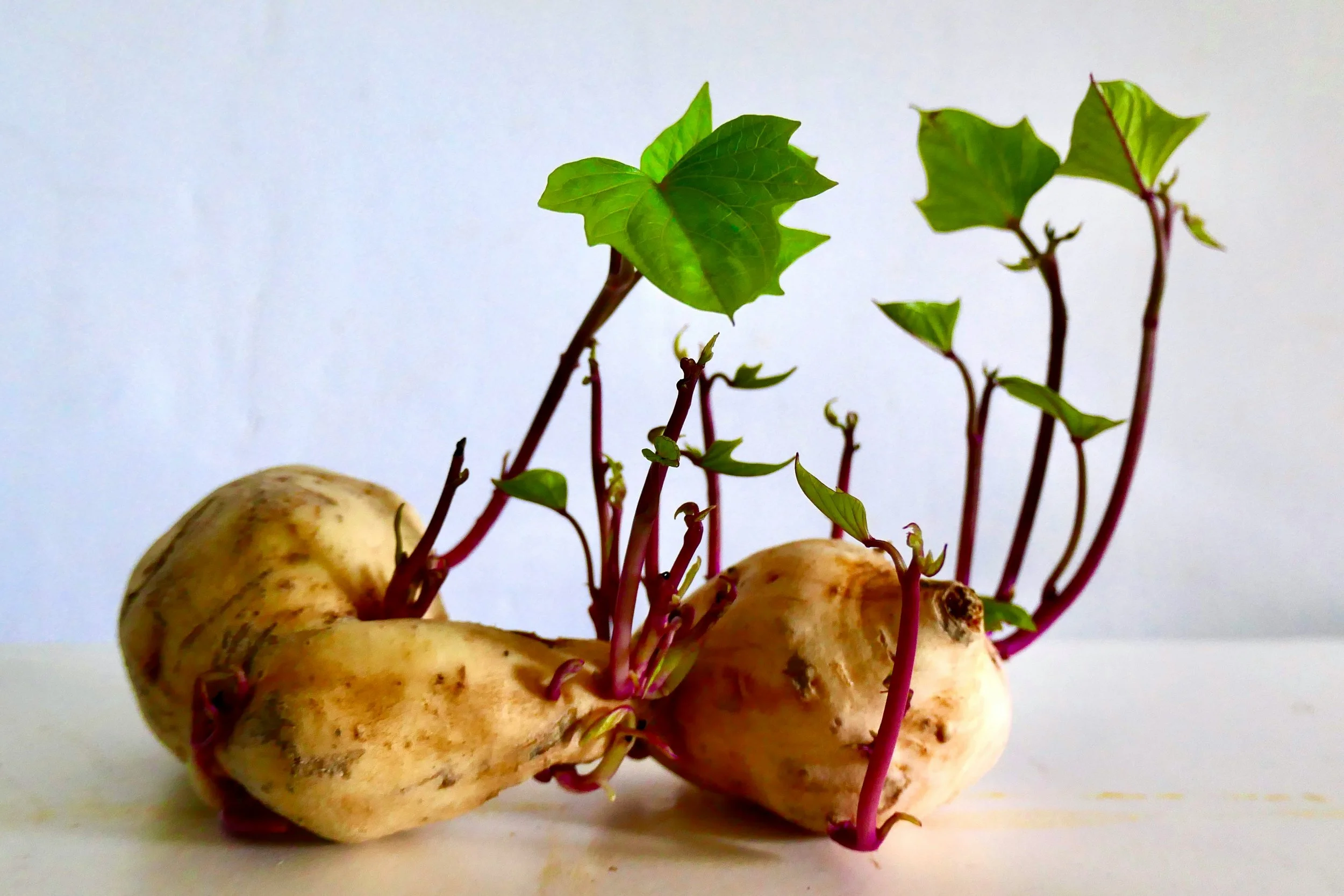 Perspectives: Awareness as Food for Spiritual Growth