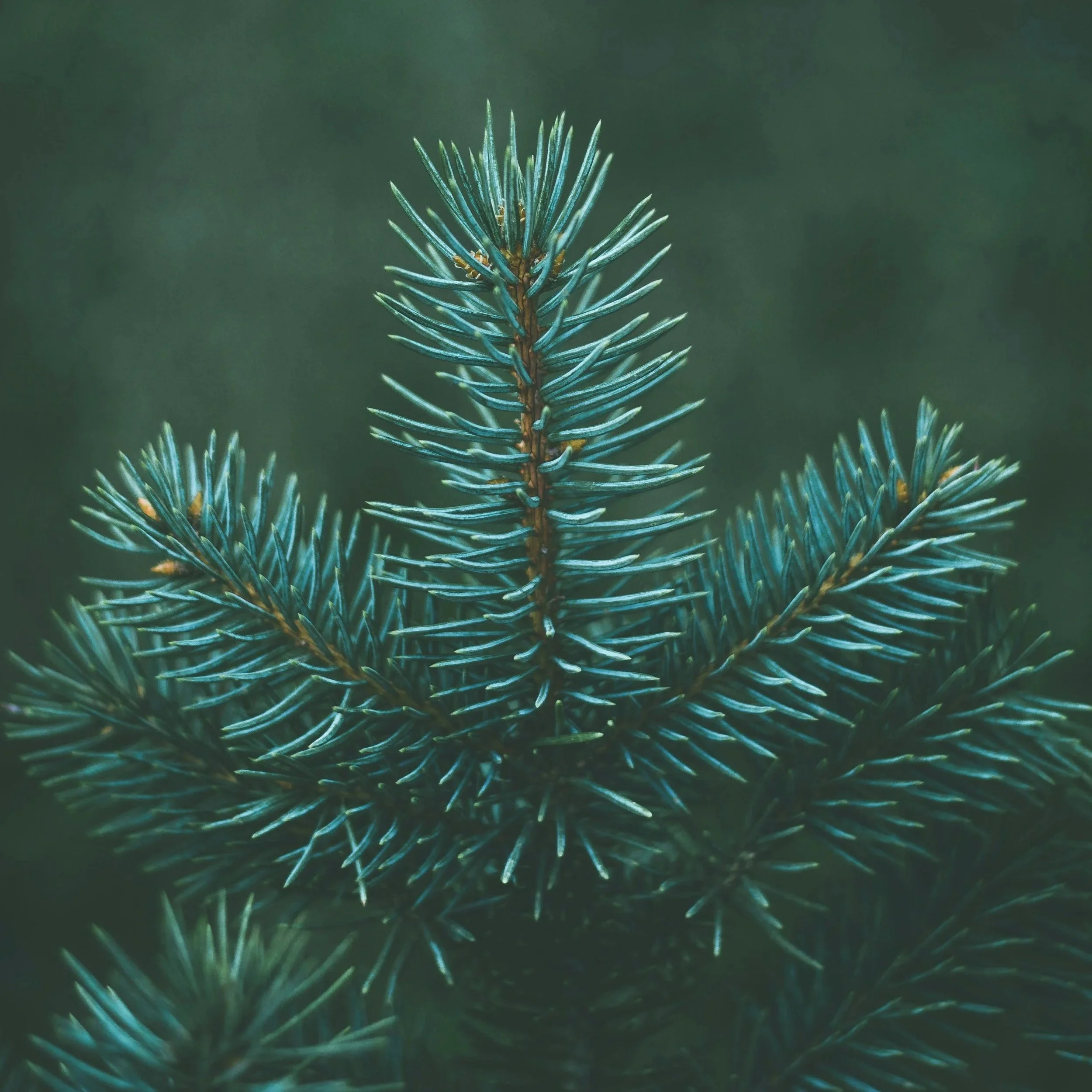 Greening the Sanctuary