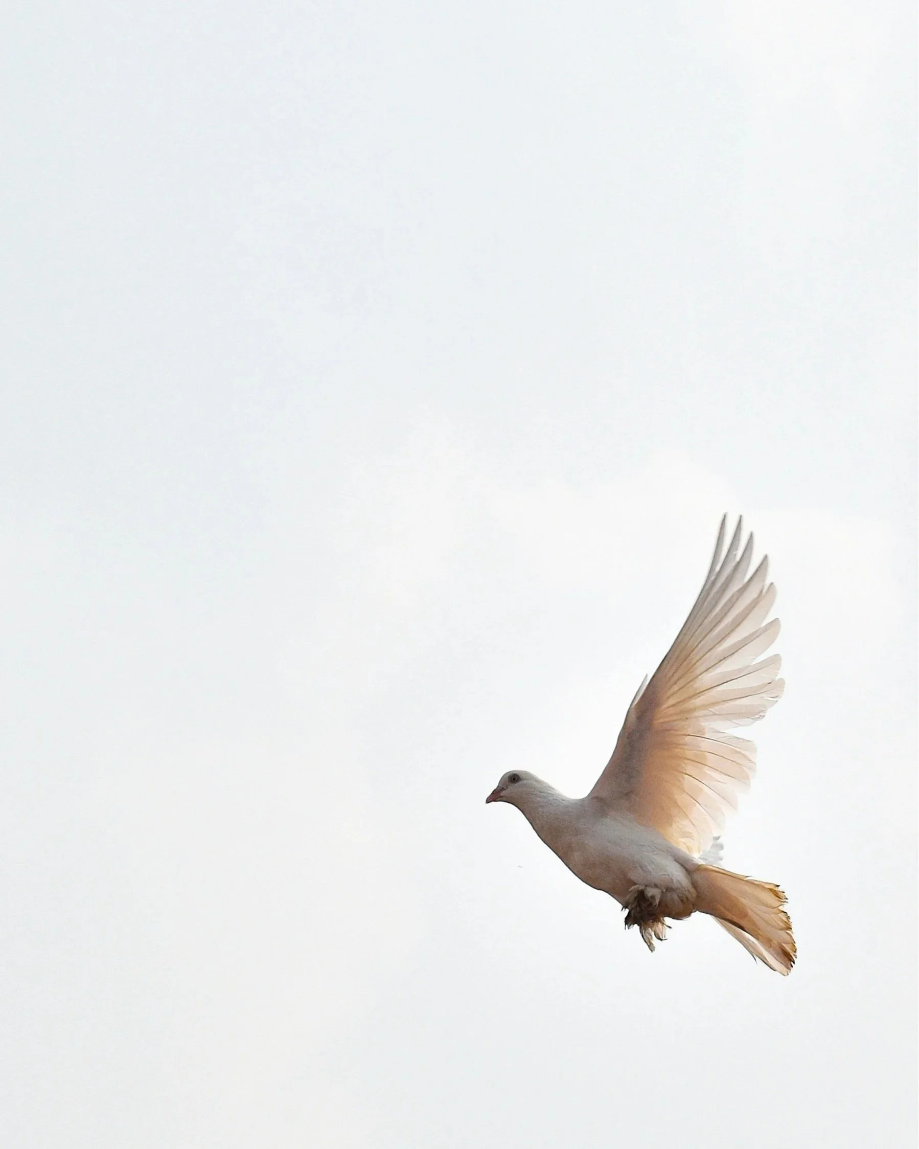 Peace Club: Tending Peace in Community