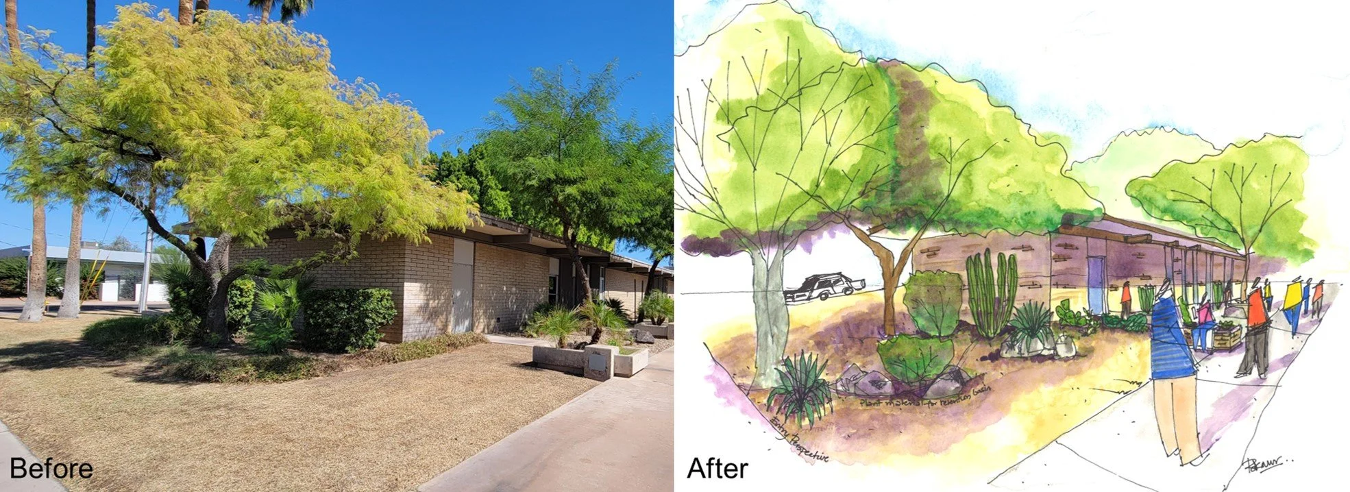 Replacing grass with a retention basin, and native low water use plant material. Creating habitat for the pollinators.