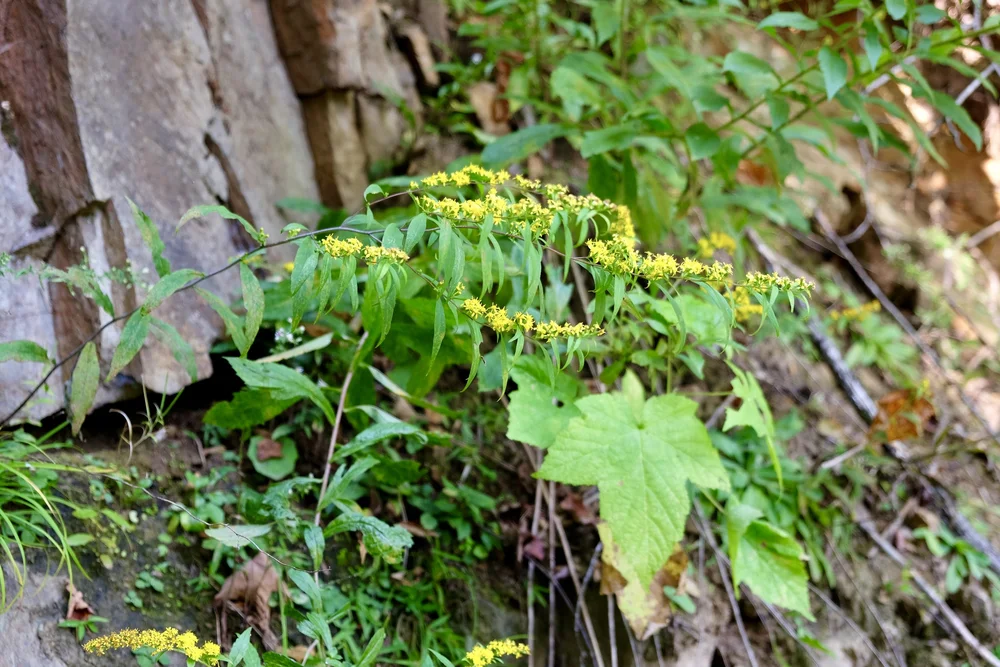Solidago caesia