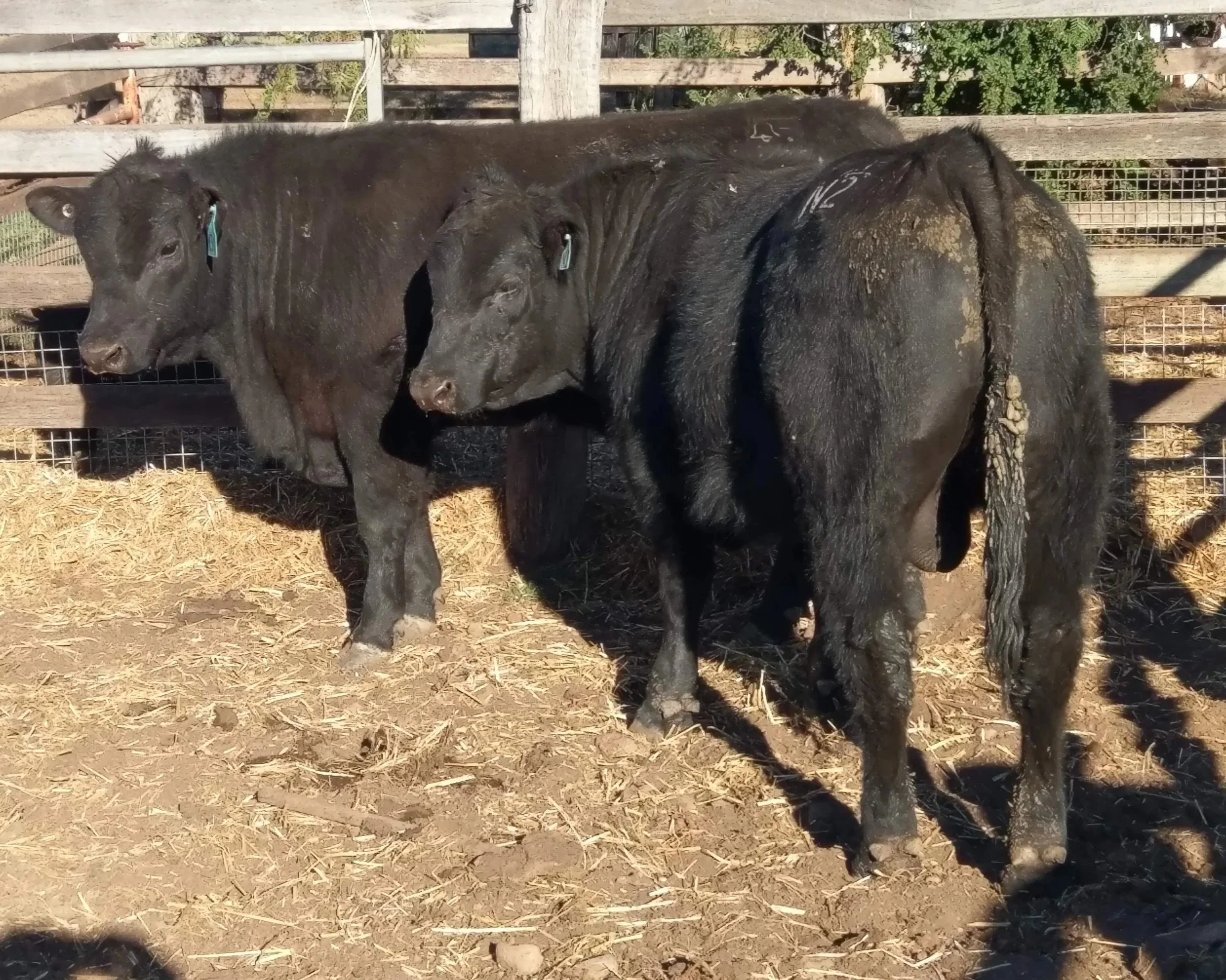 McGregor's Angus bulls, a bottom line you can count on