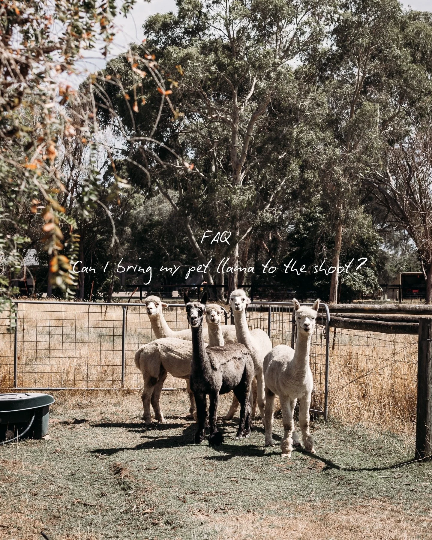 Can I bring my pet llama to the shoot? 🦙

Actual question. Actually asked. And my actual answer?

Heck yes. 

I&rsquo;ve photographed chaos in all forms. Toddlers mid-meltdown. Dogs that will not sit. Partners who would prefer to be anywhere but the