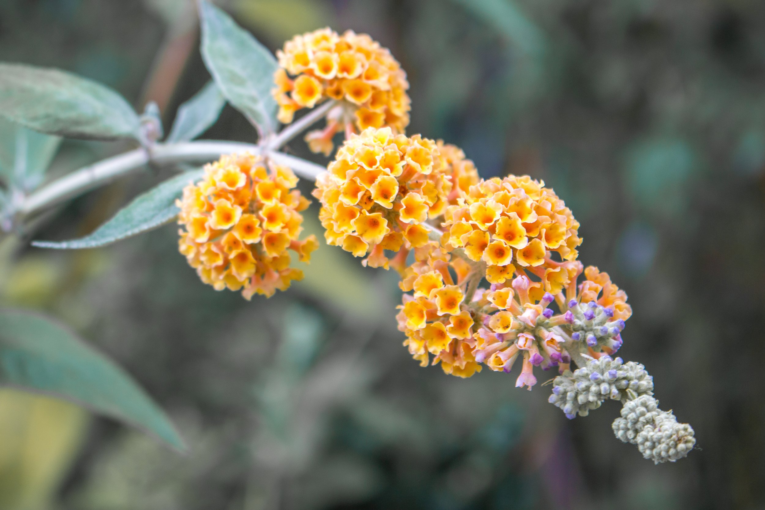 Buddleia