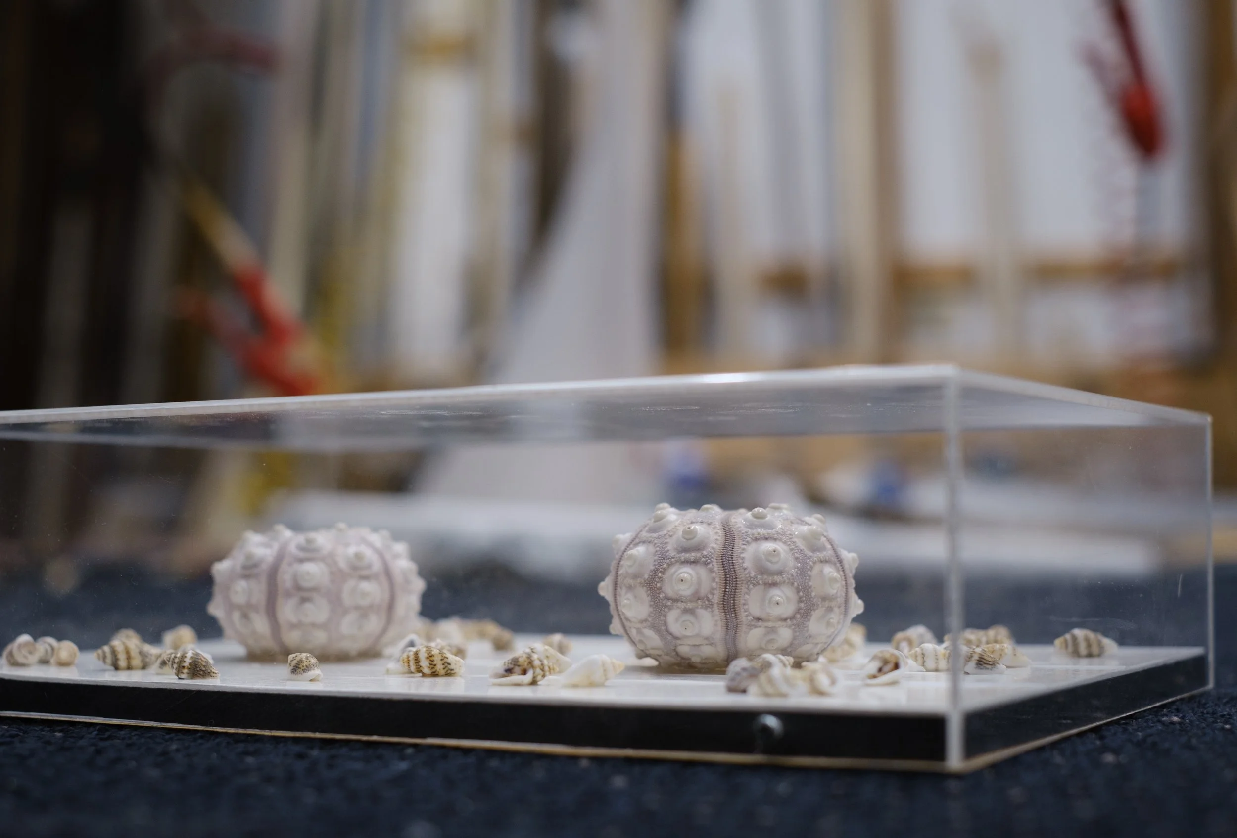 Shells in Perspex Box