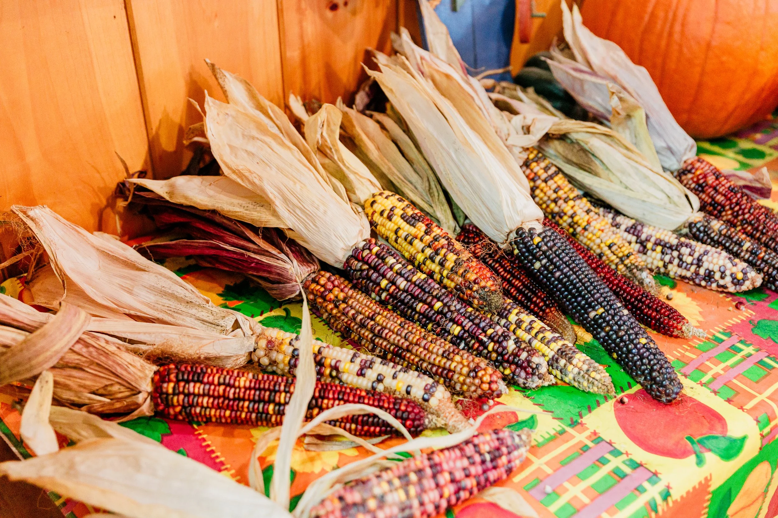 Niagara South Coast 2024 CKC-6652.jpg