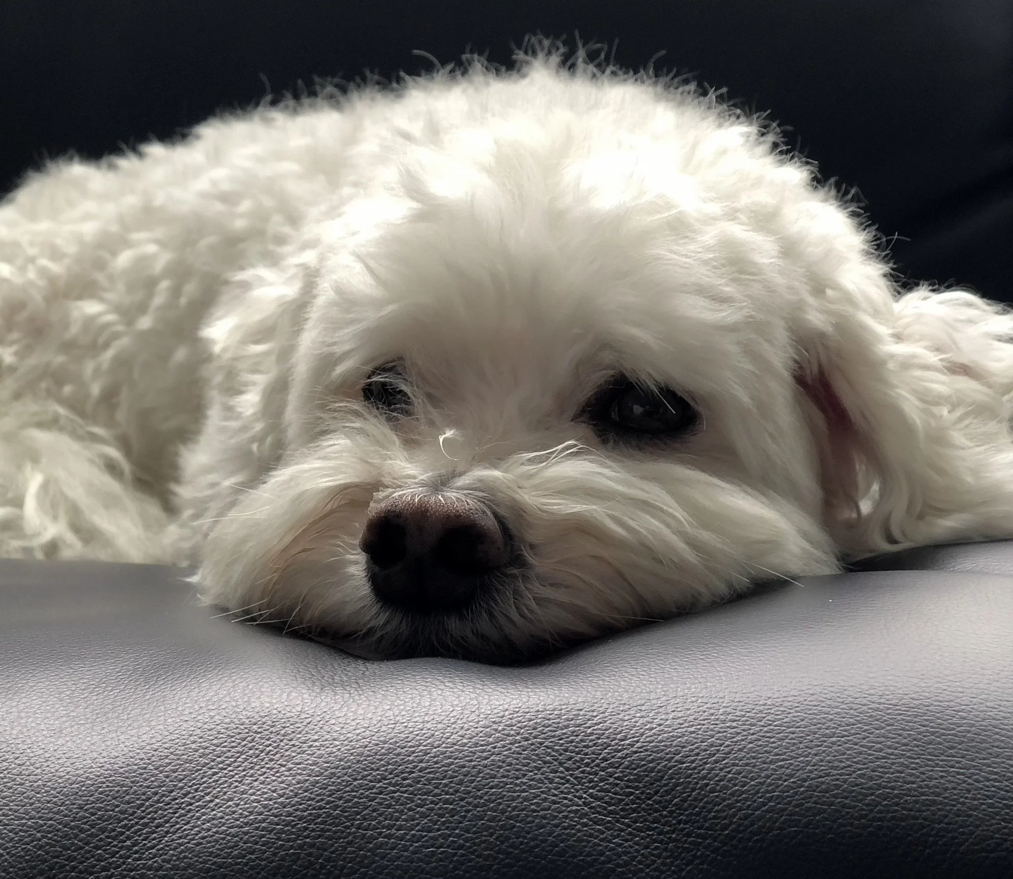 Our Service — Peaceful Pets