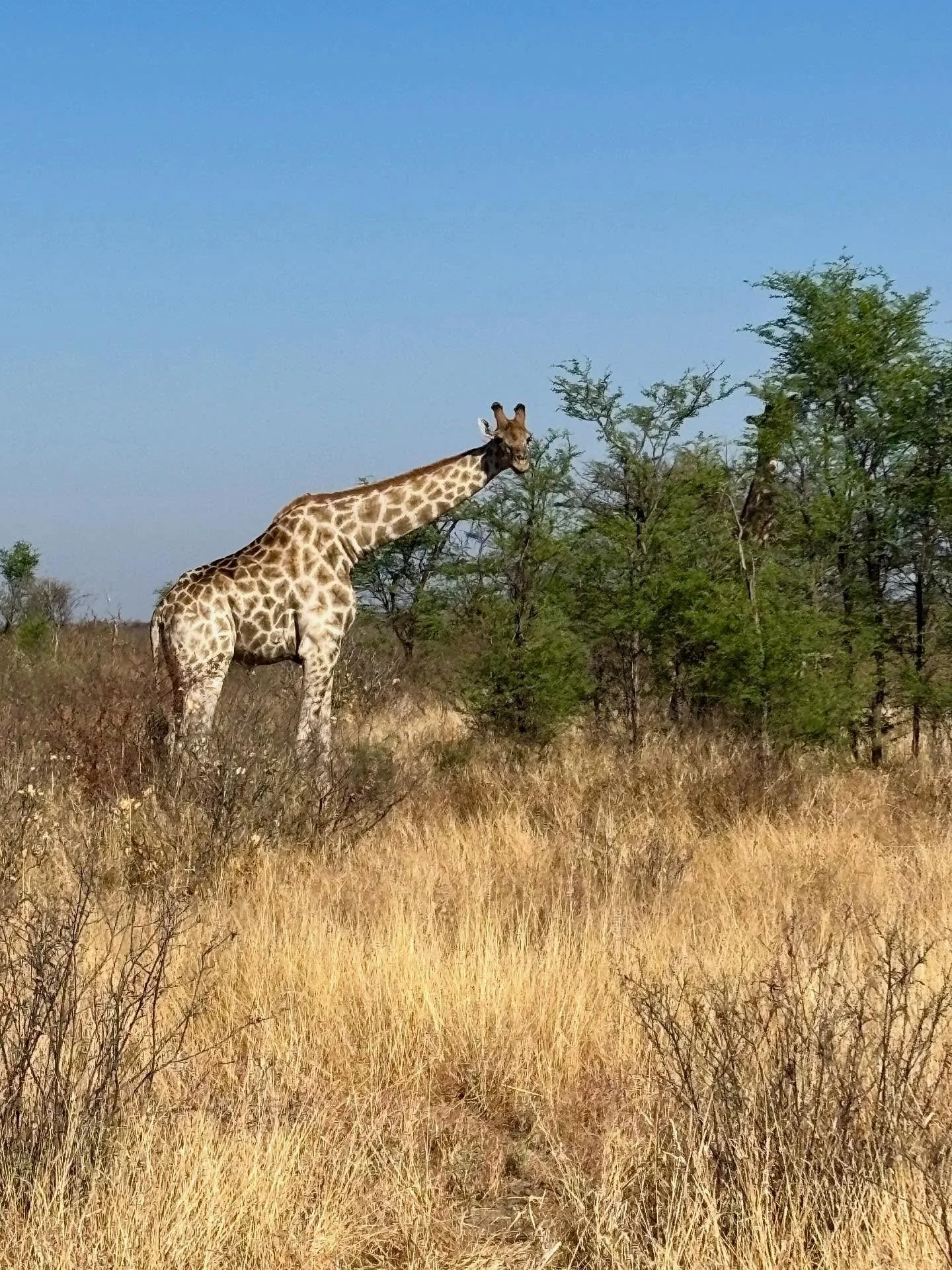It&rsquo;s my last day here in Botswana with my family - what an amazing country!
We started in the Kalahari Desert, flew over to the Okavango Delta and have finished in Chobe National Park. 
Totally amazing!

#botswanasafari #botswana🇧🇼