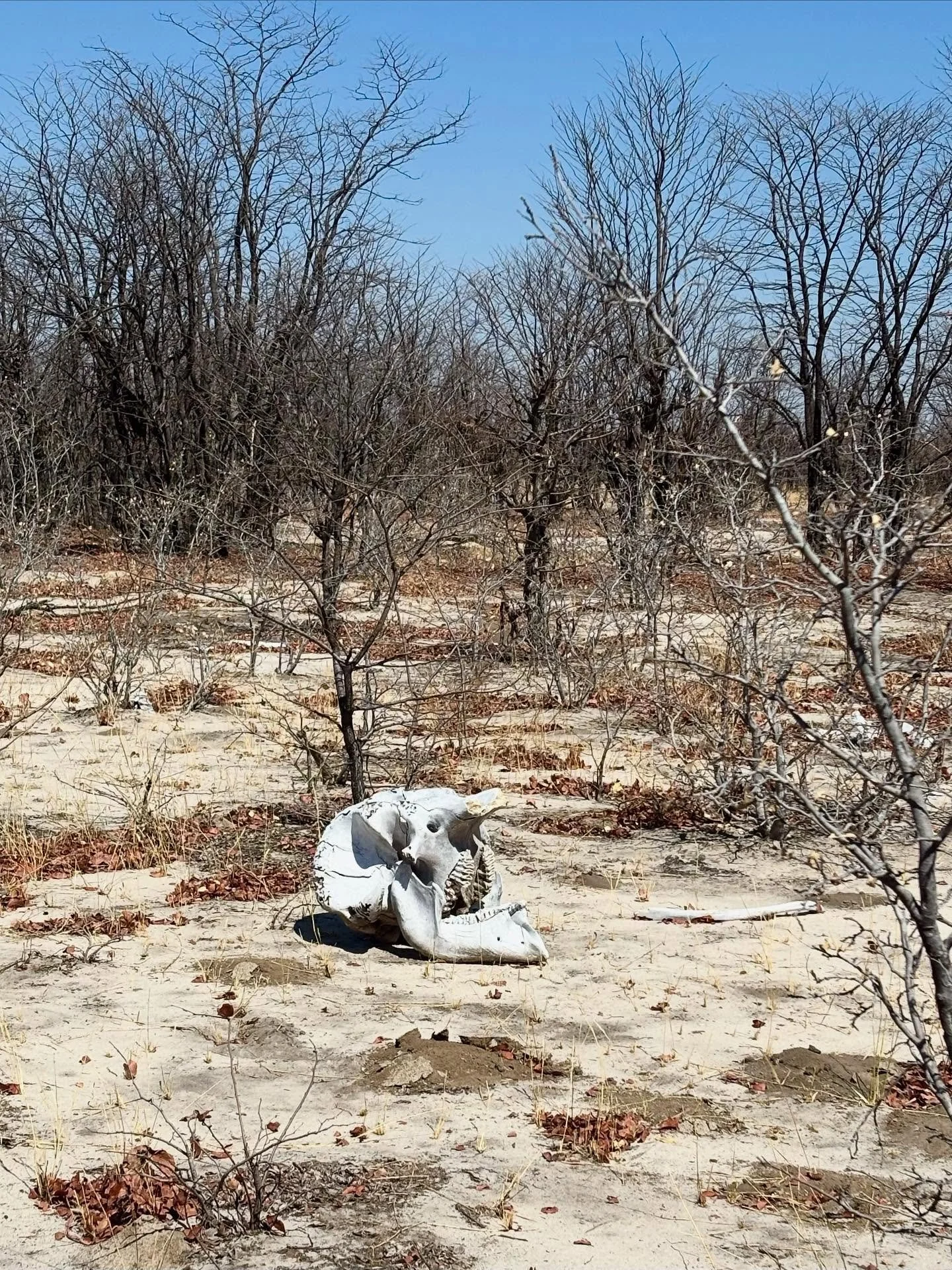 Just a few more photos of an awesome holiday now that I&rsquo;m home. Hard recommend for a Botswana (and Sth Africa) holiday if you ever get the chance!