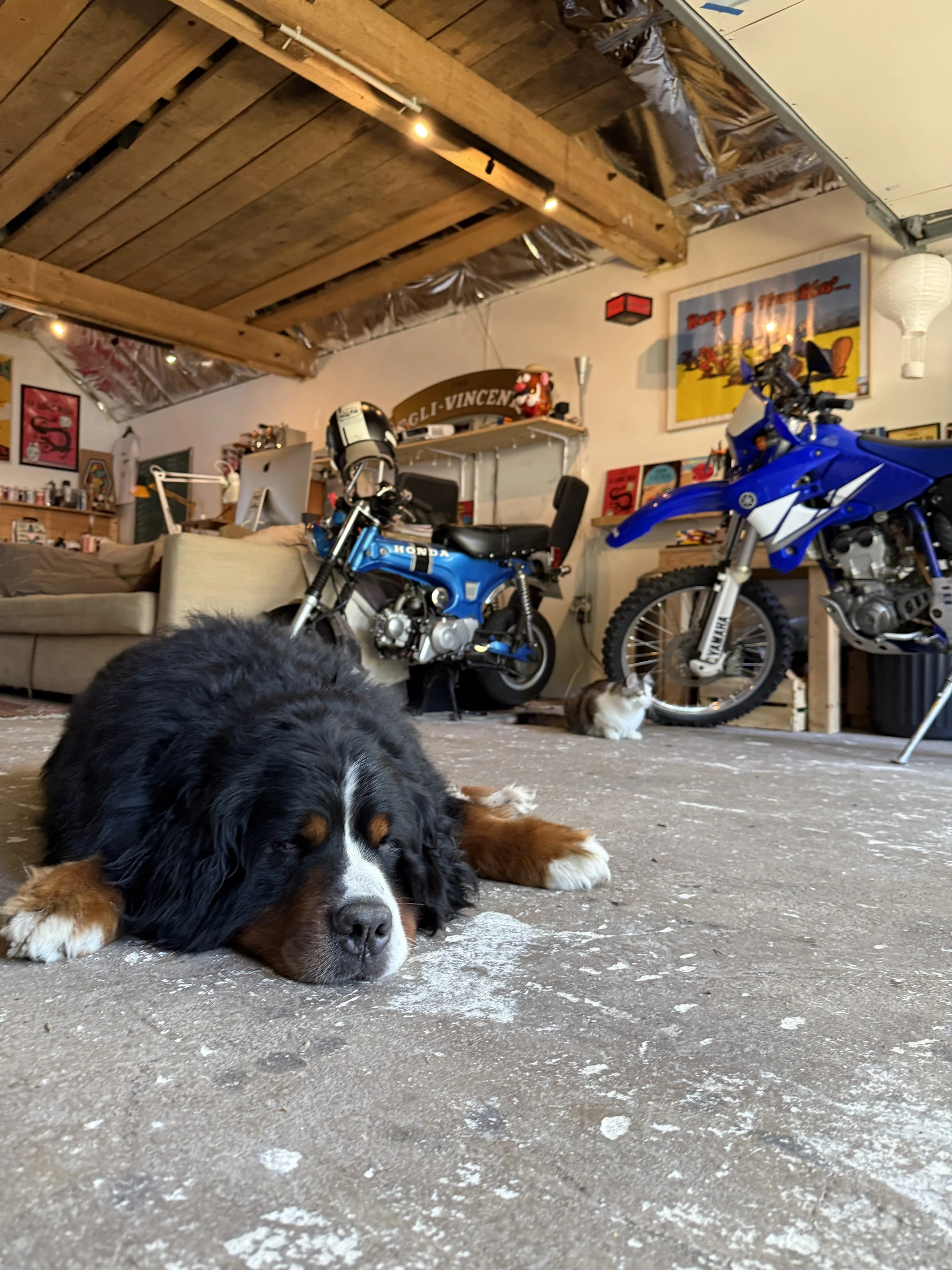 Monstro, notre fidèle compagnon d'atelier.