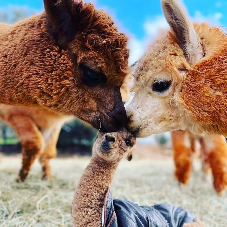 32F8CCFE0-5E11-4F7A-9B3E-DCA8DD5E3518 (1).jpeg