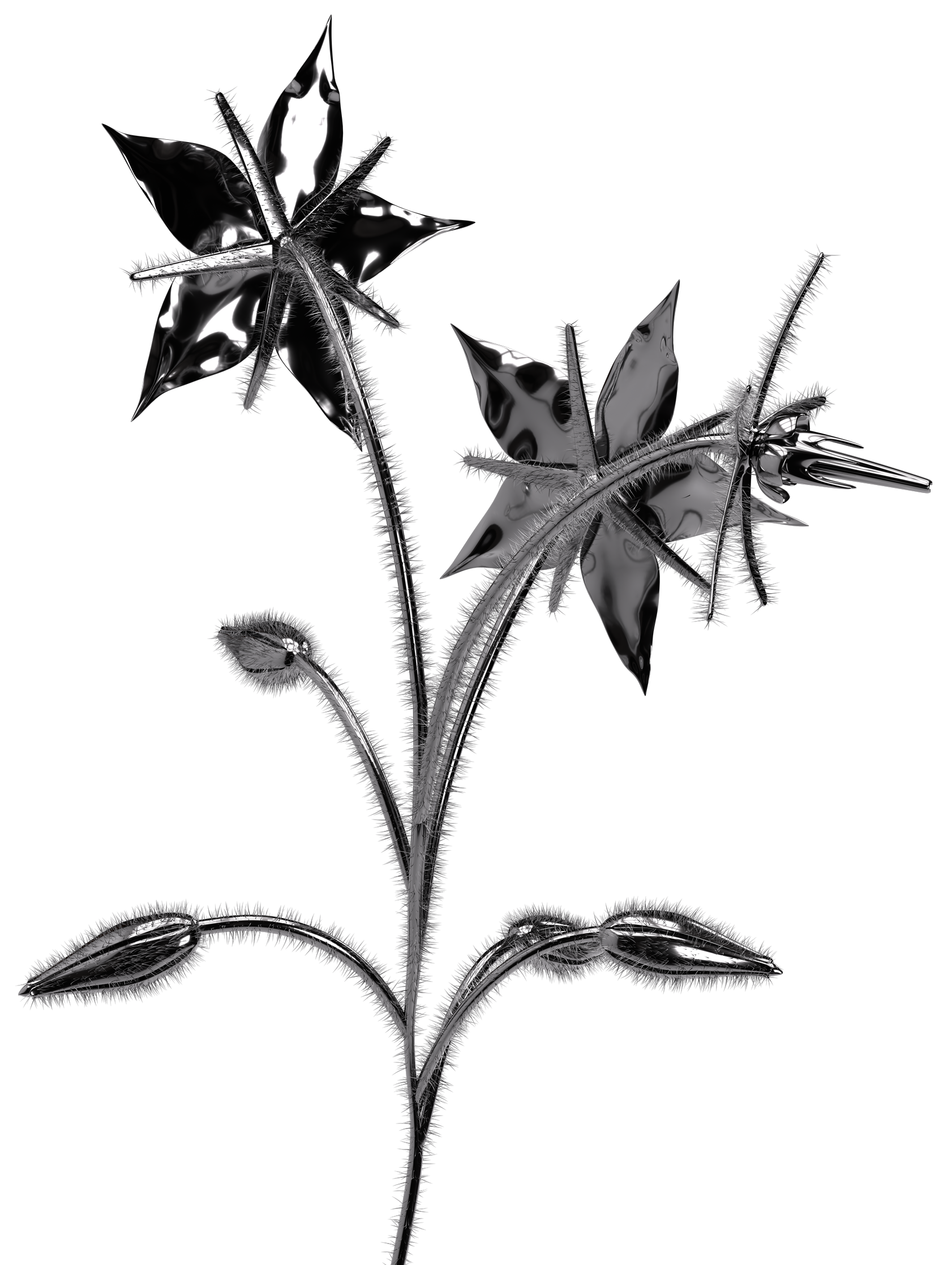 Verzerrtes, monochromes Bild einer blühenden Pflanze mit spitz zulaufenden Blüten und stirnförmigen Blättern, umgeben von zarten, haarähnlichen Strukturen.