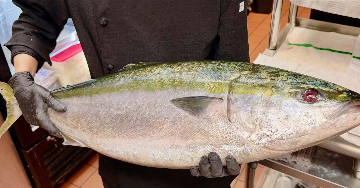 Chef Li was so happy today because he got a huge wild caught buri! Wild caught yellowtail&mdash;when the weather gets colder this fish gets more and more delicious and better and better. First Buri of the year arrived at Iki. #SushiLovers #OmakaseExp