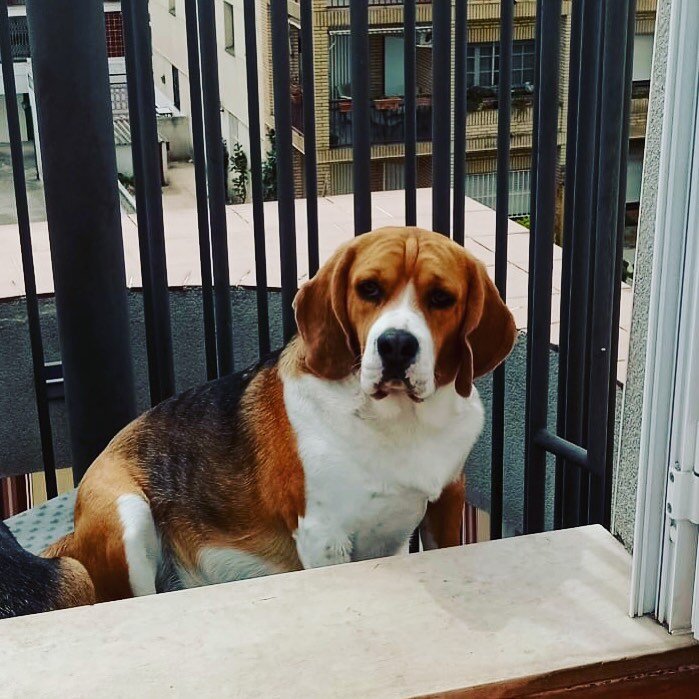 Spargus de Puigventos 😊🤩❤️
#beaglesdepuigventos #beaglelove #beaglemania #beagleworld #topdog