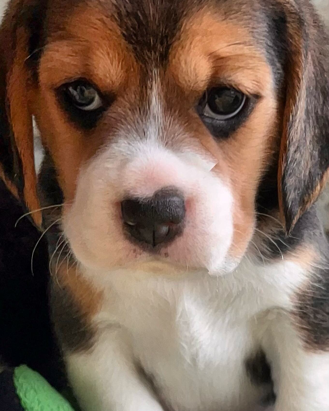 Cuantos likes me merezco? 😊
#puppylove #puppy #puppygram #puppybeagle #beaglepuppy #🐶#topdog #doglover