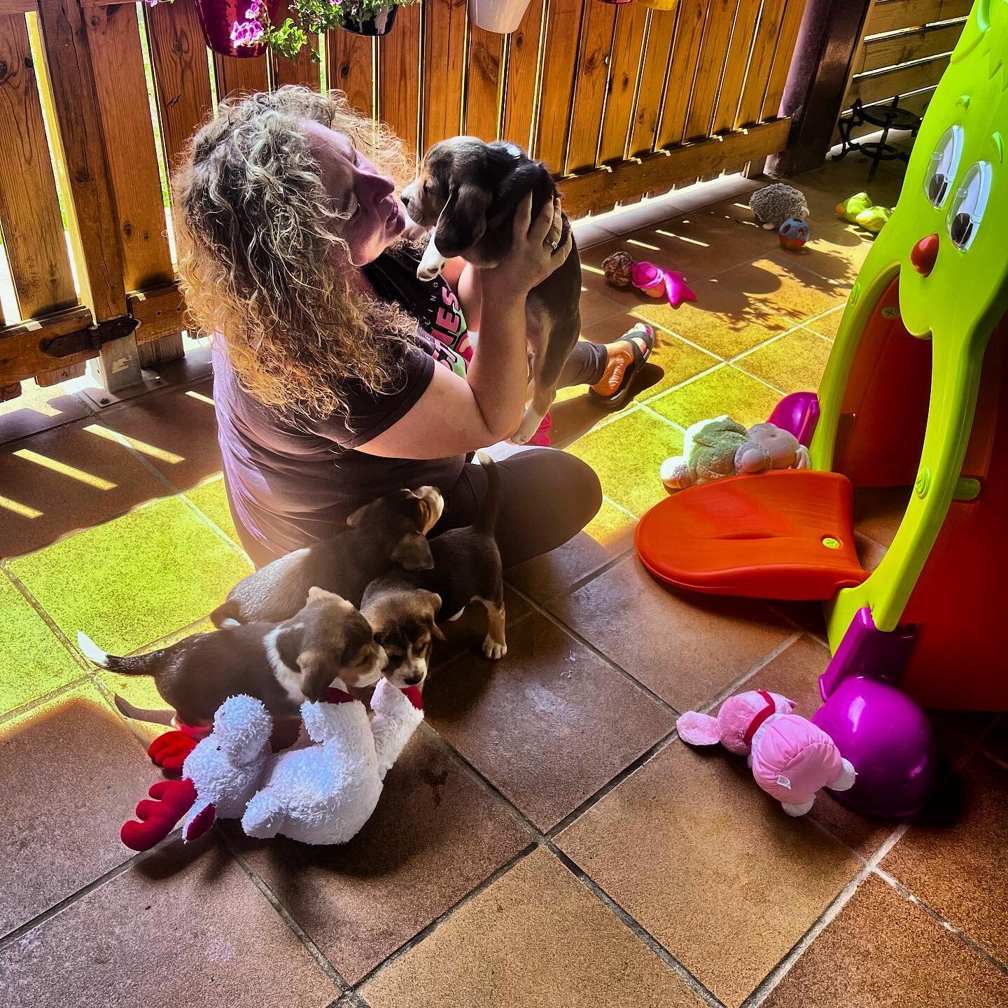 Un d&iacute;a especial 🤩🤩🤩🤩
#puppy #puppylove #puppygram #puppydog #puppybeagle #puppylife #puppylovers