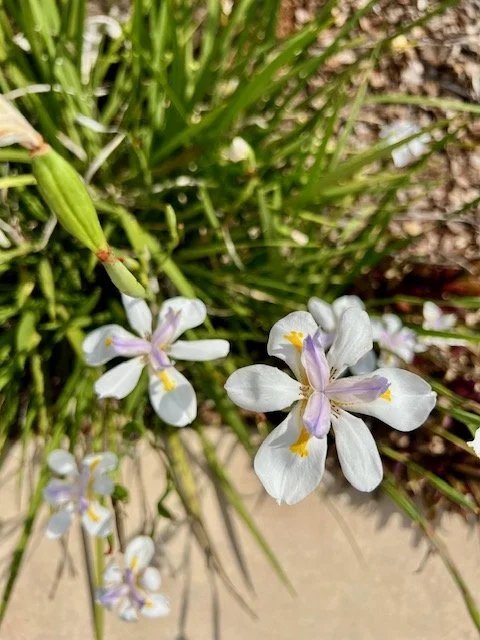 What is somatic psychotherapy — and how is it different from “regular” talk therapy?