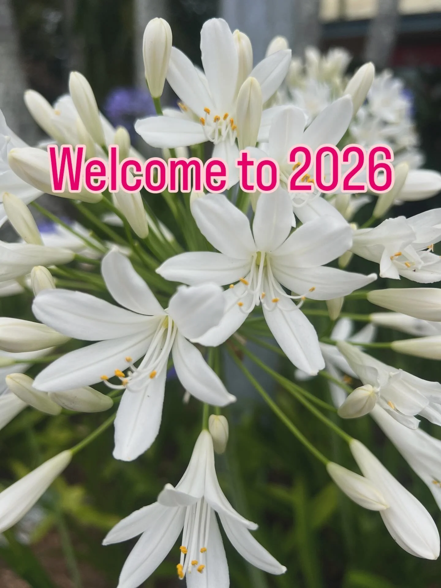 Welcome to 2026, dear one ✨

As a new year begins, I&rsquo;m feeling grateful &mdash; for your trust, for the connections we share, and for the quiet, meaningful work of supporting wellbeing together.

January invites reflection. We&rsquo;ve complete