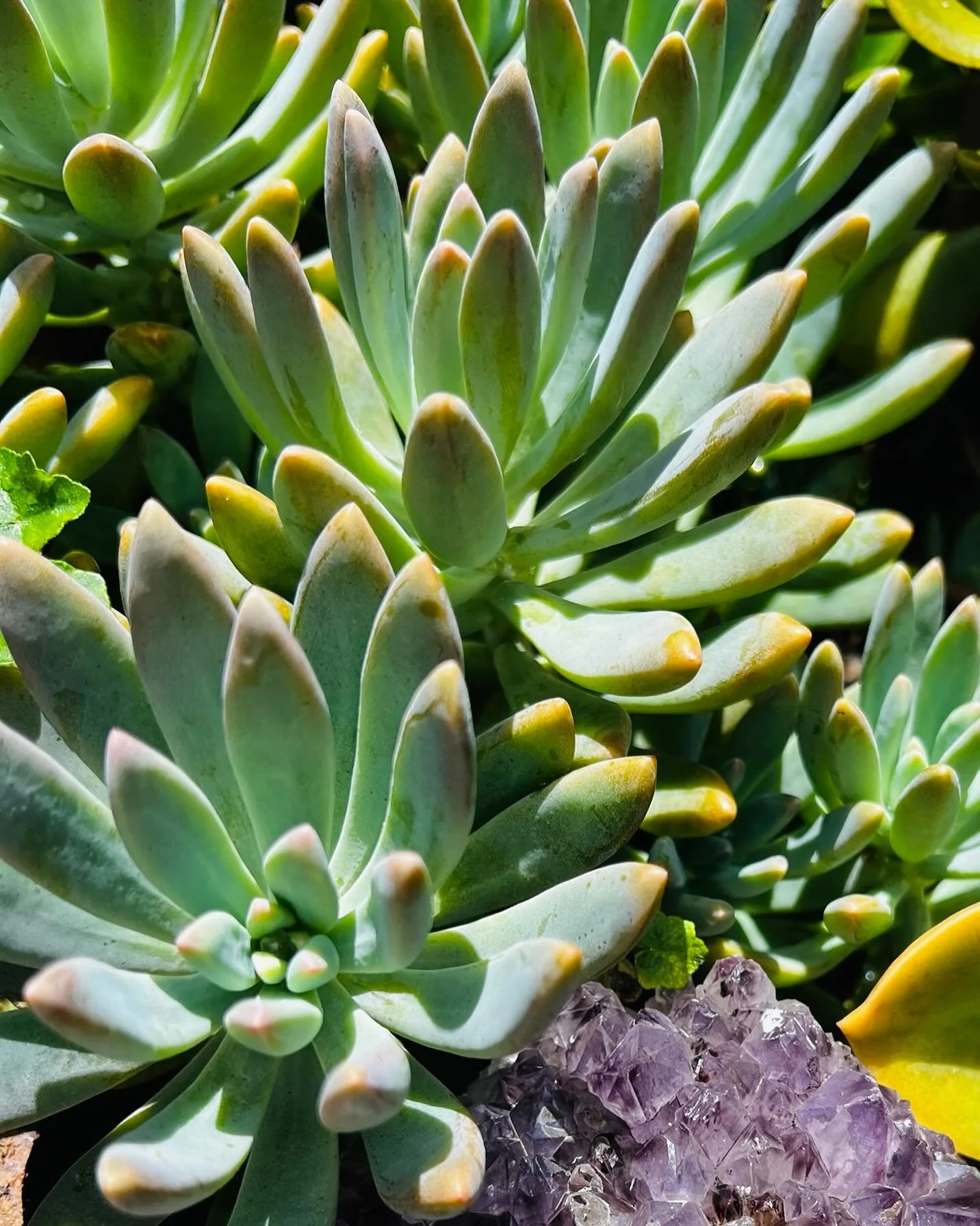 &ldquo;Within every cell is a whisper of health waiting for expression&rdquo; William Garner Sutherland, Doctor of Osteopathy 🤍
#craniosacraltherapy #craniosacral #cranio #mullumbimby #northerrivers #nervoussystem #vagus #vagusnerve