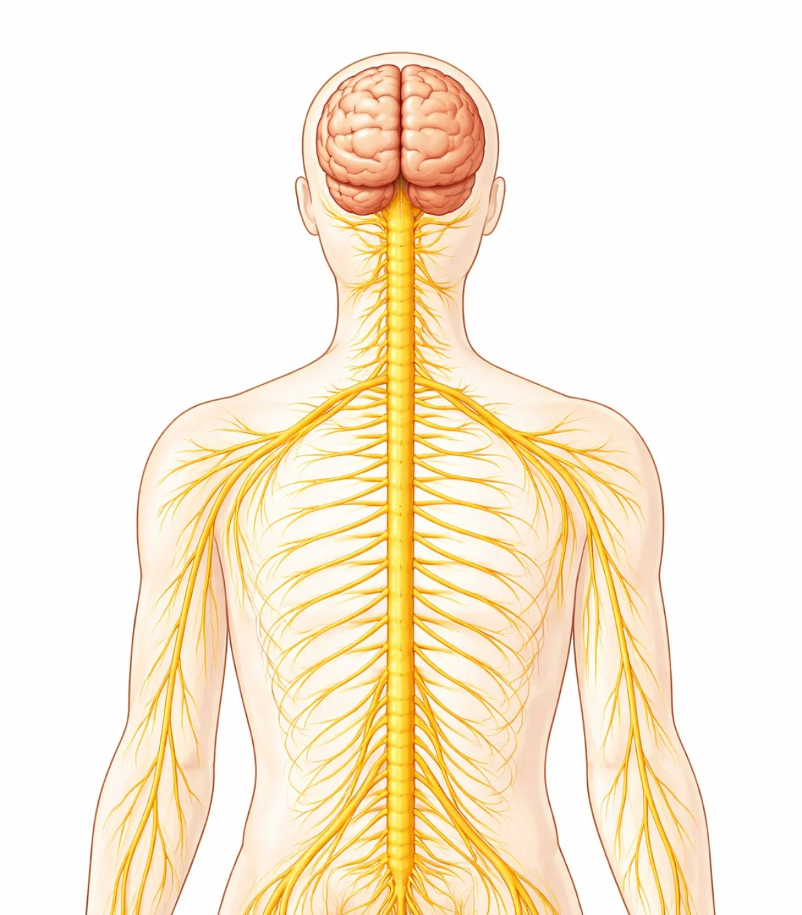 The Role of the Nervous System in Physical and Mental Health