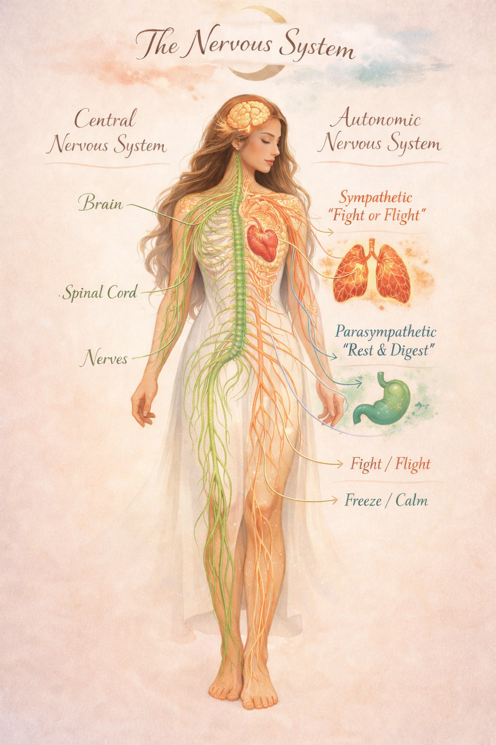 The Role of the Nervous System in Physical and Mental Health