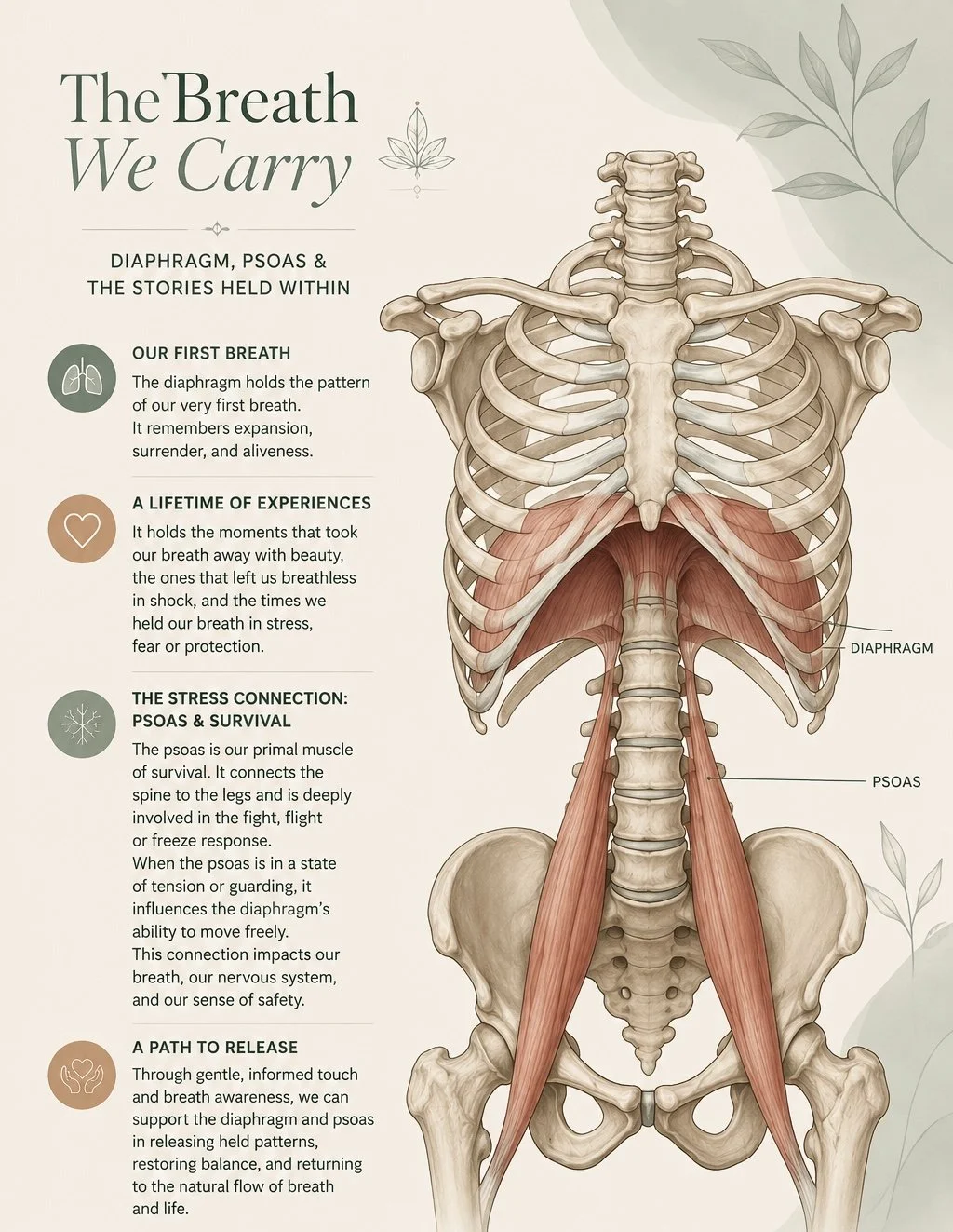 The Psoas and Diaphragm: The Deep Connection Between Breathing, Tension and the Body