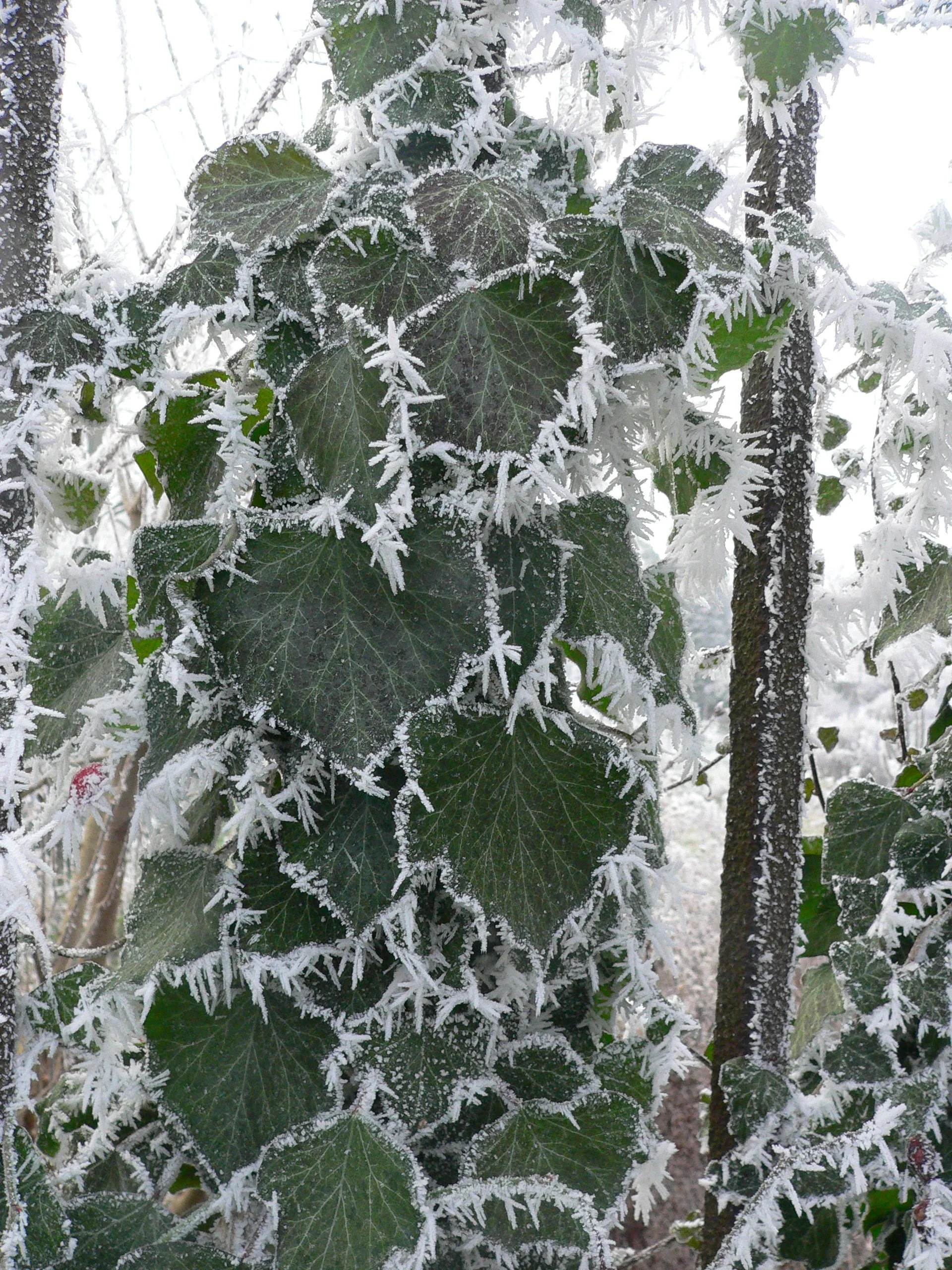 Winterliche Ruhepause vom 24.12.25 bis zum 04.01.26