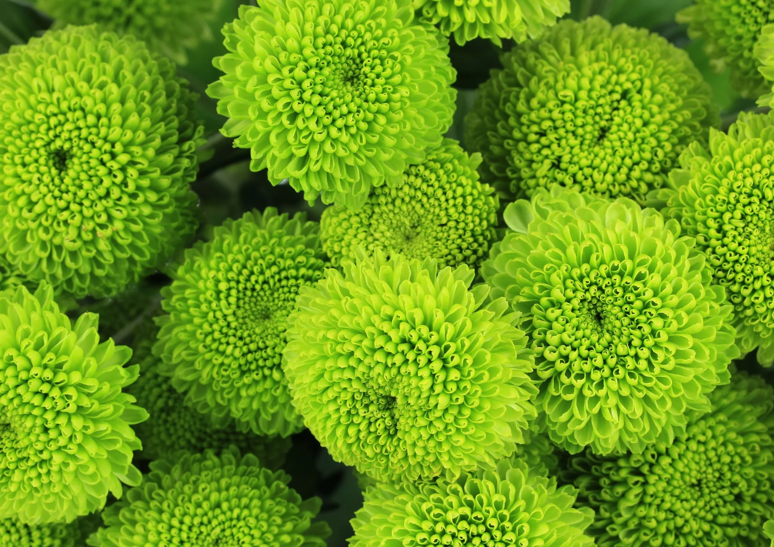 Chrysanthemum