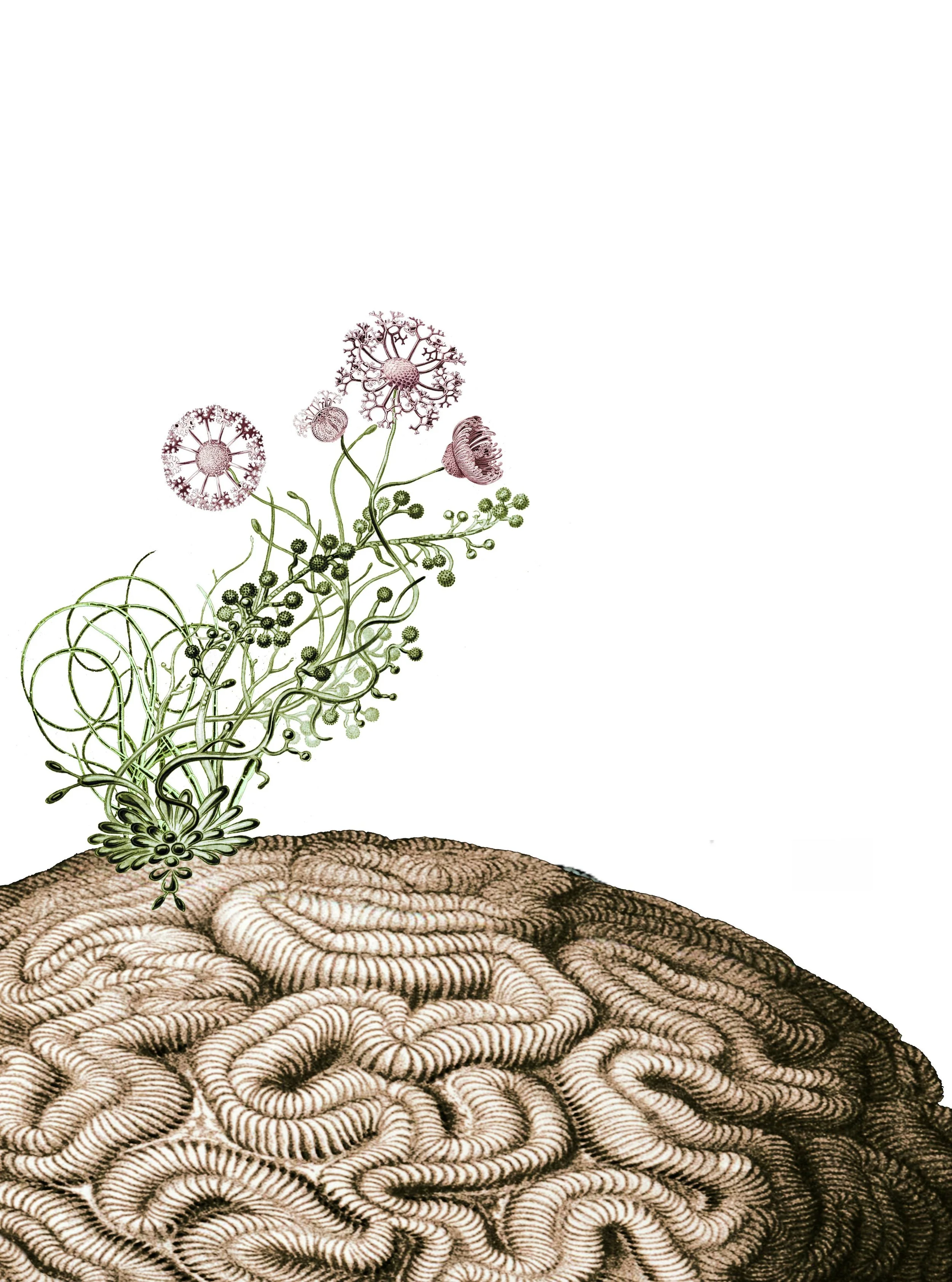 Headscape
