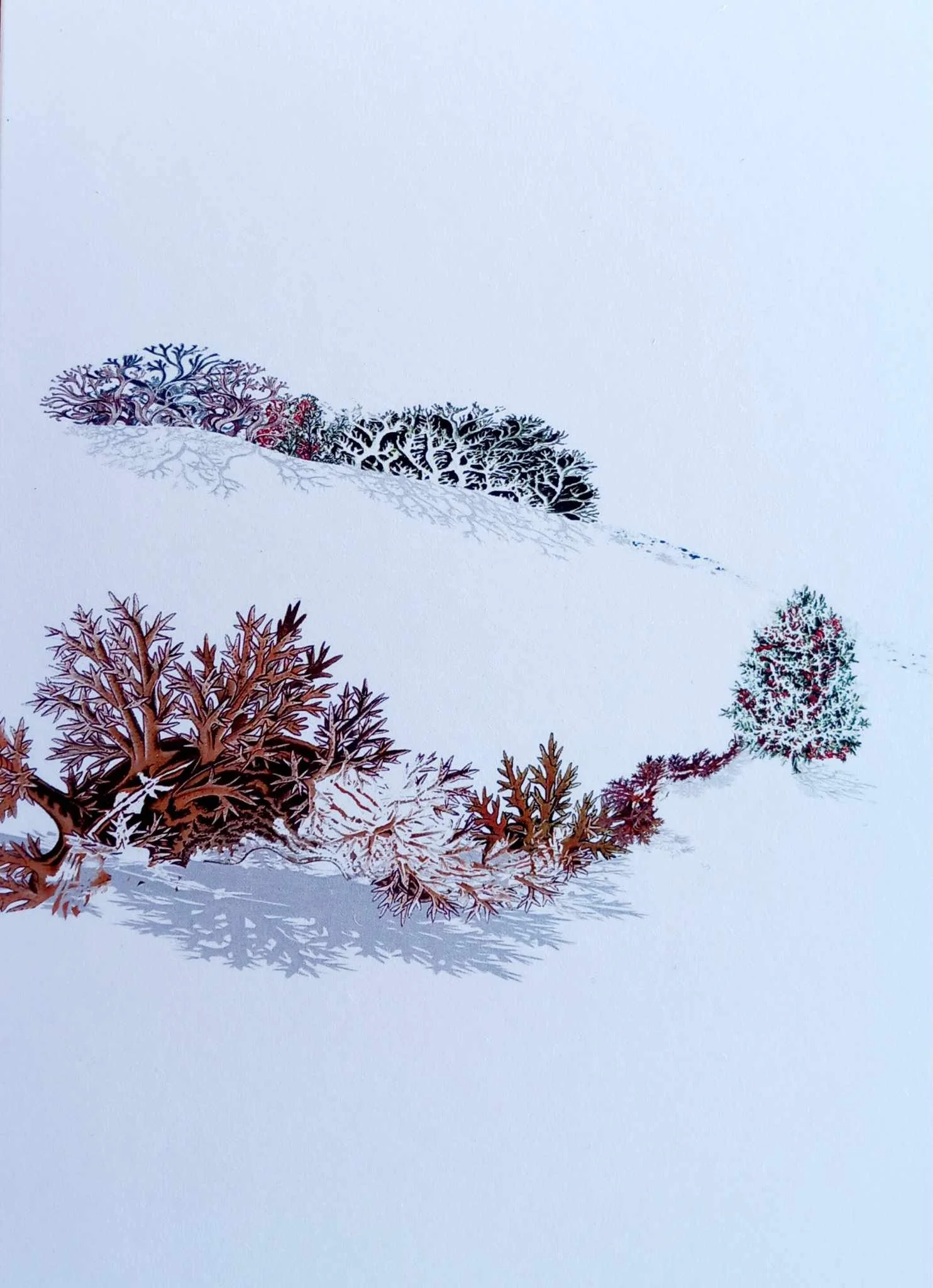 Cold Snap