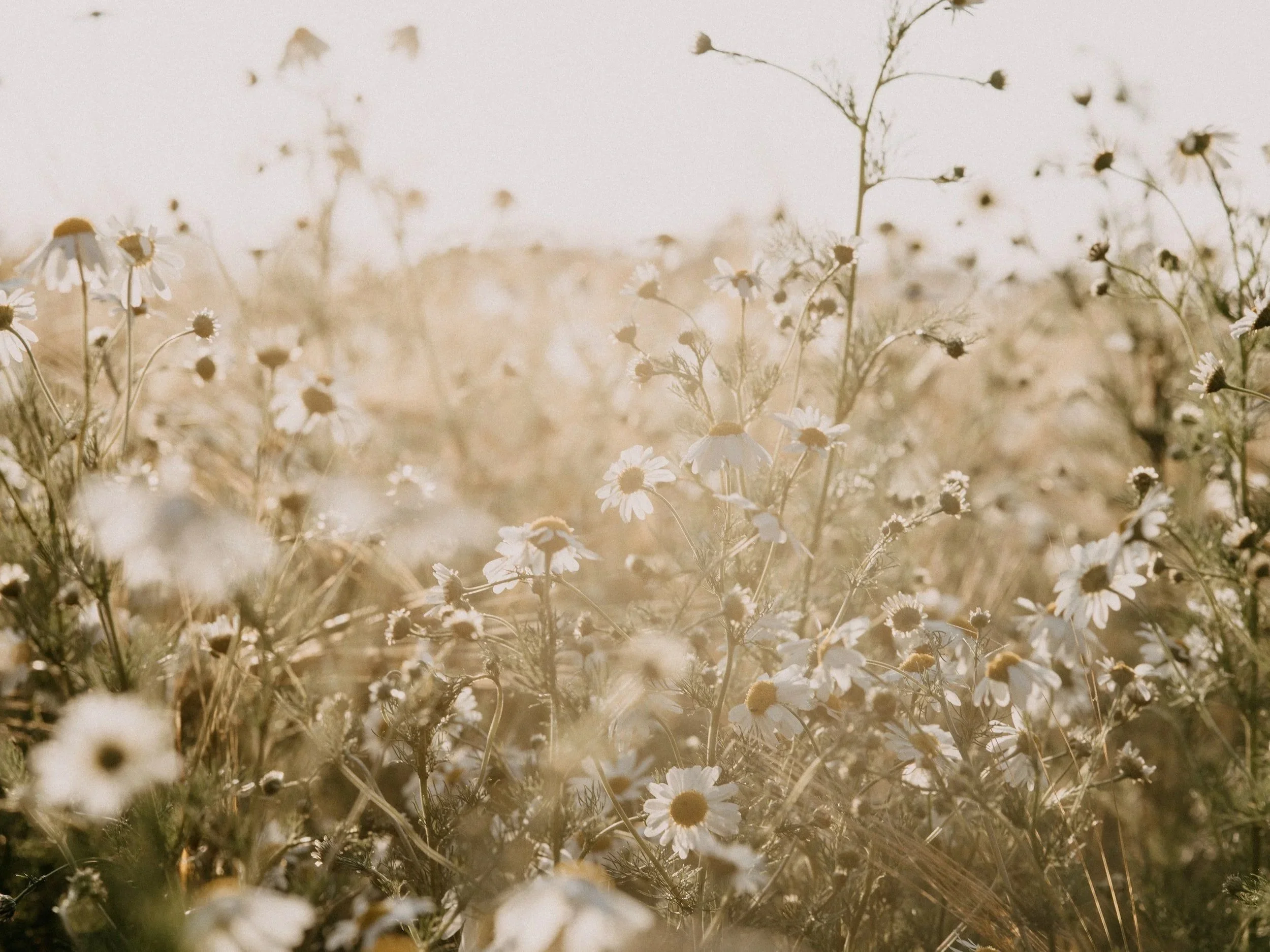 unsplash-image-Ff6lw9hTnEw.jpg (Copy)