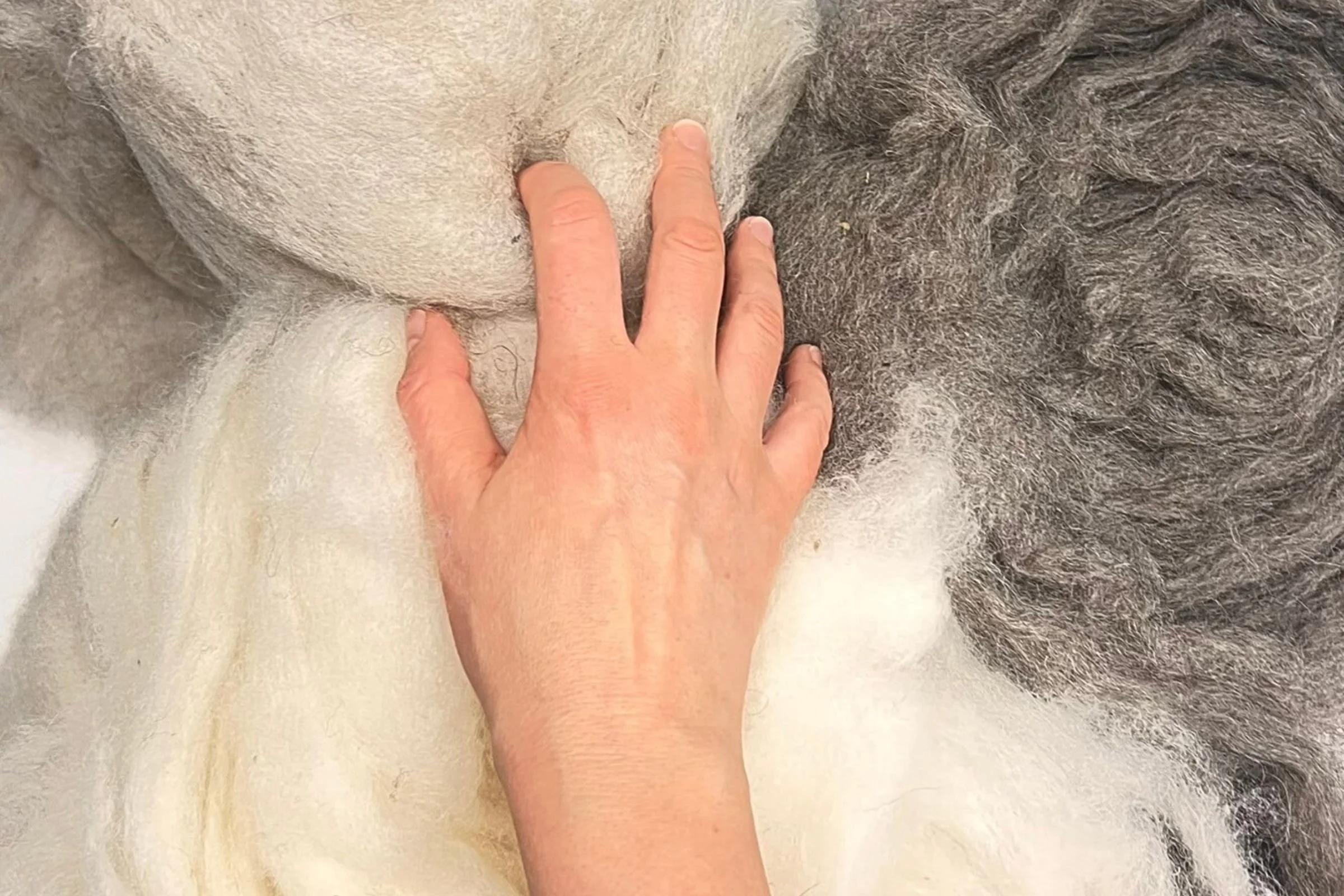 Hand touching raw undyed wool washed with water only, showing natural fibers and minimal processing for gentle contact with the skin
