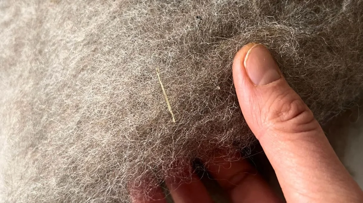 A single strand of dried Alpine meadow grass, caught in the wool during felting and left there deliberately — proof this wool was handled lightly, straight from small family farms, with nothing added and nothing taken out.