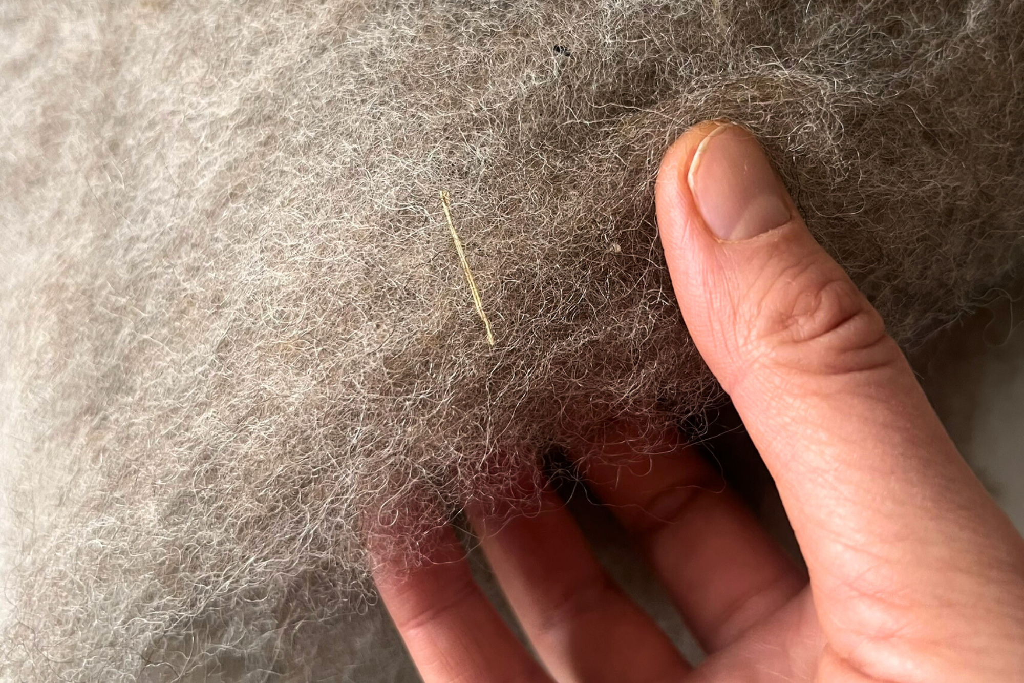 Close-up of raw undyed mountain sheep wool washed only with water, showing natural fibers and traces that indicate non-toxic processing.