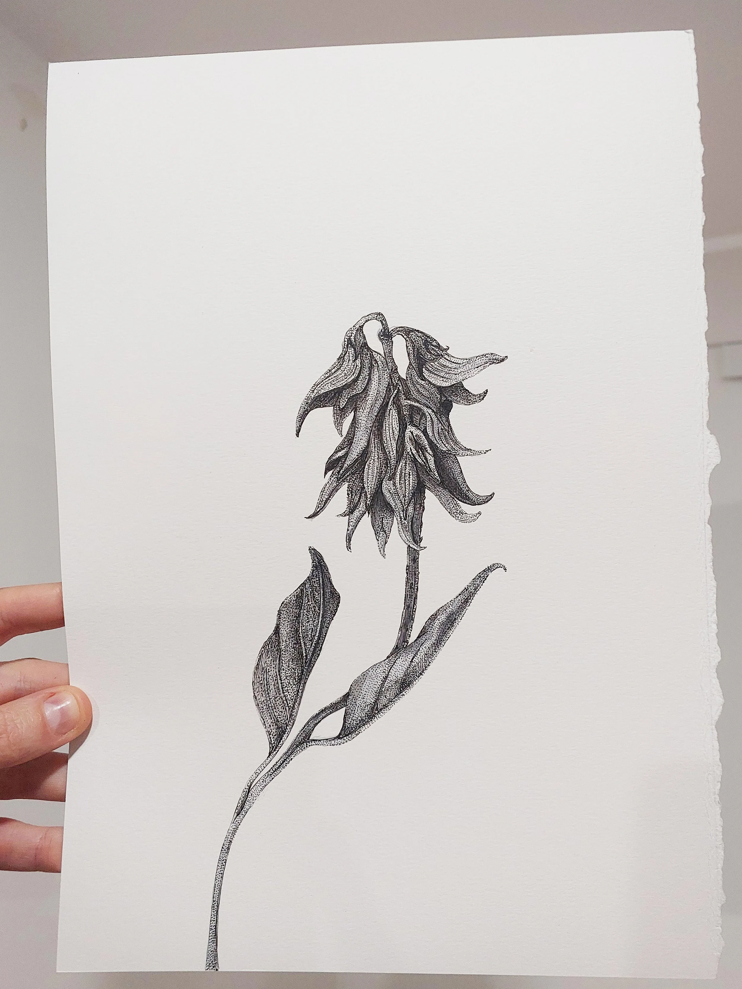 Pen & Ink - Native Flower
