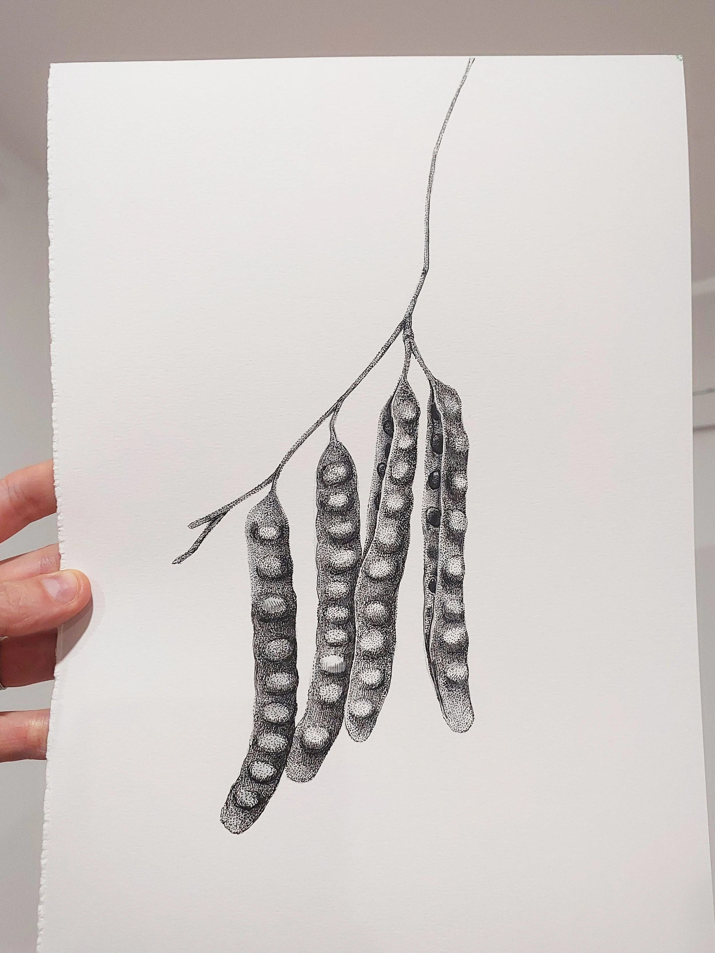 Pen and Ink - Native Leaf